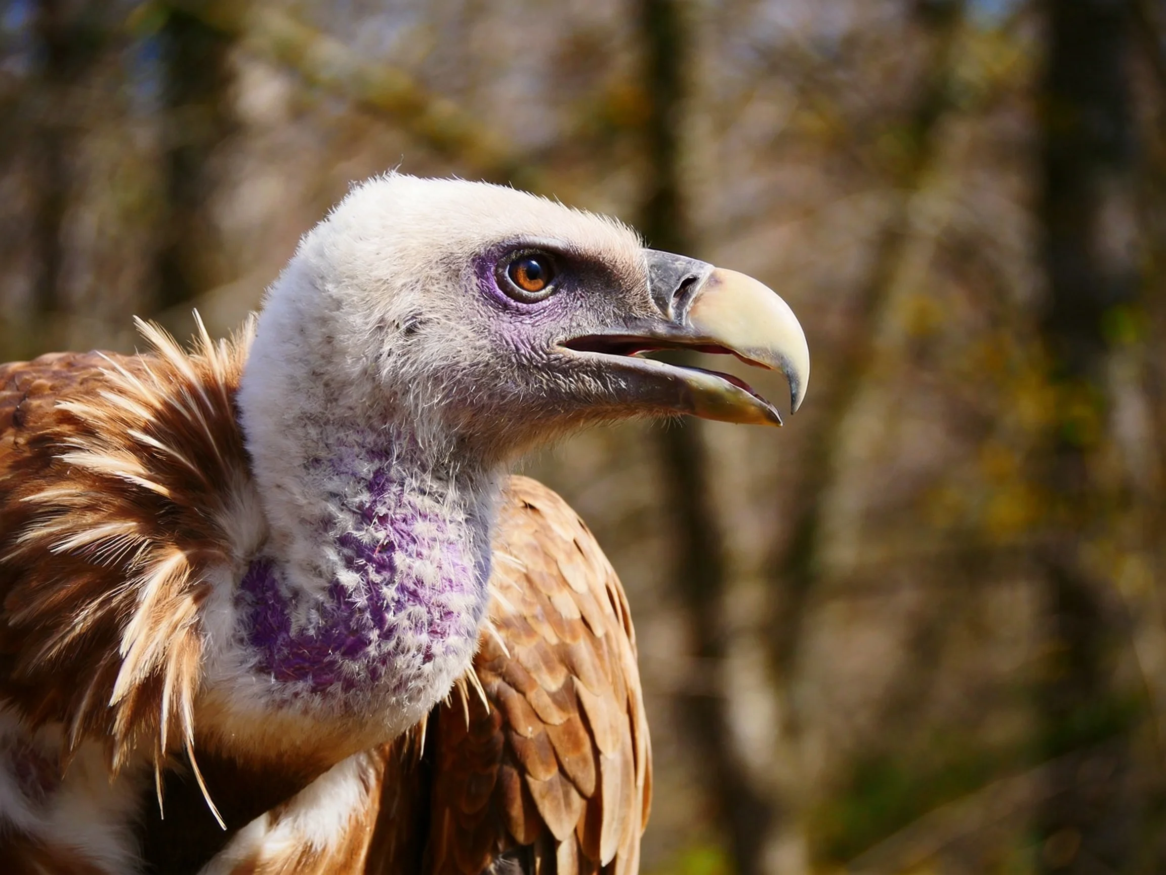 A close - up of a vulture with white head and brown plumage