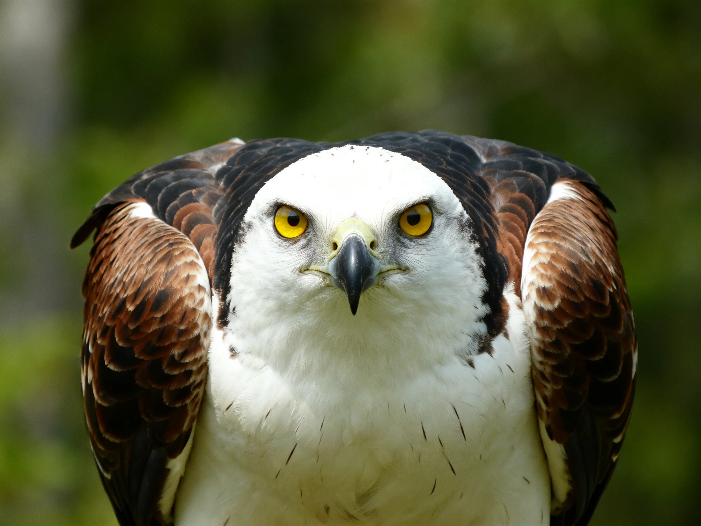 A close - up of a white - faced raptor with brown wings and yellow eyes