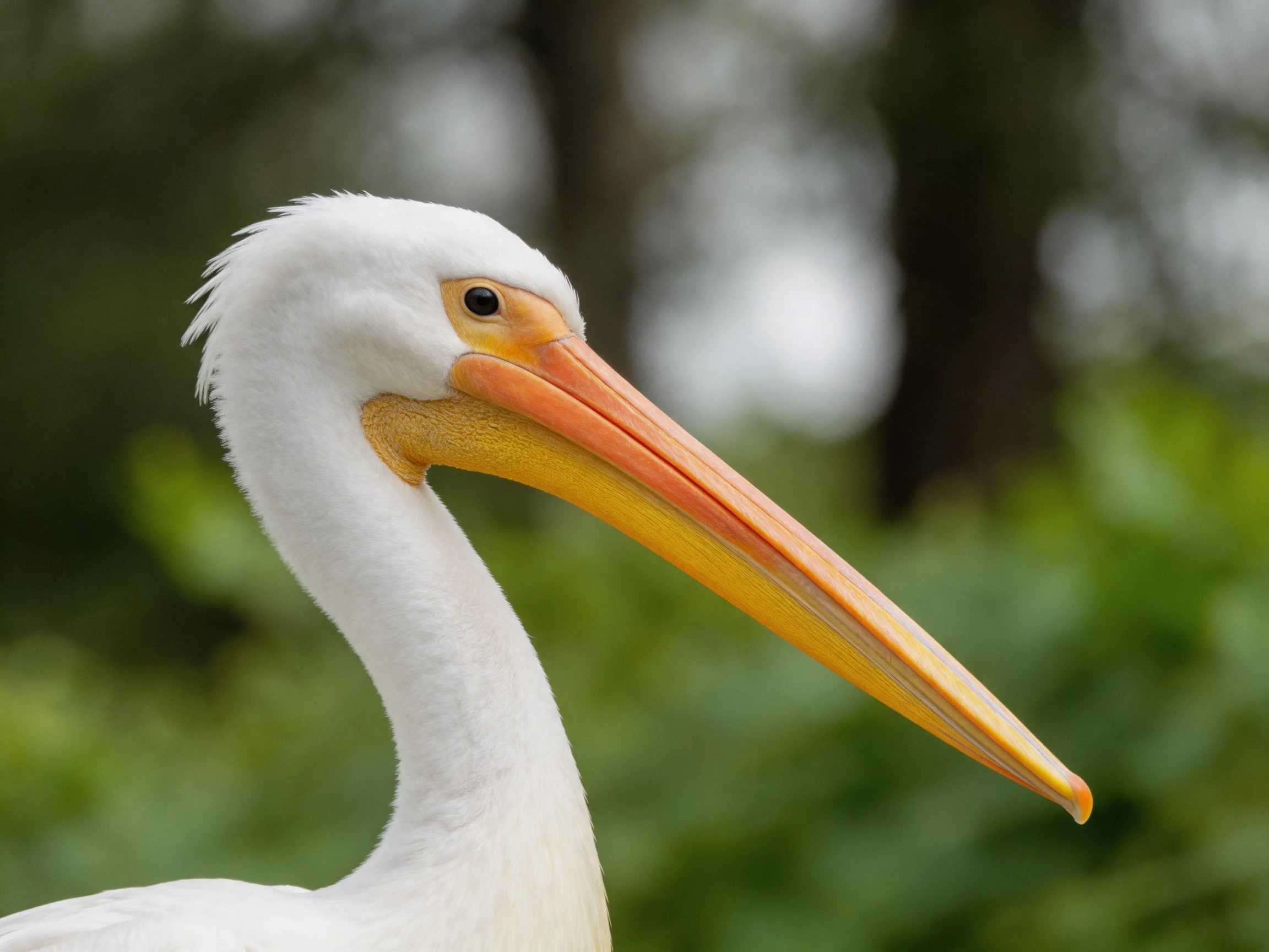 A close - up of a white - feathered pelican with an orange beak
