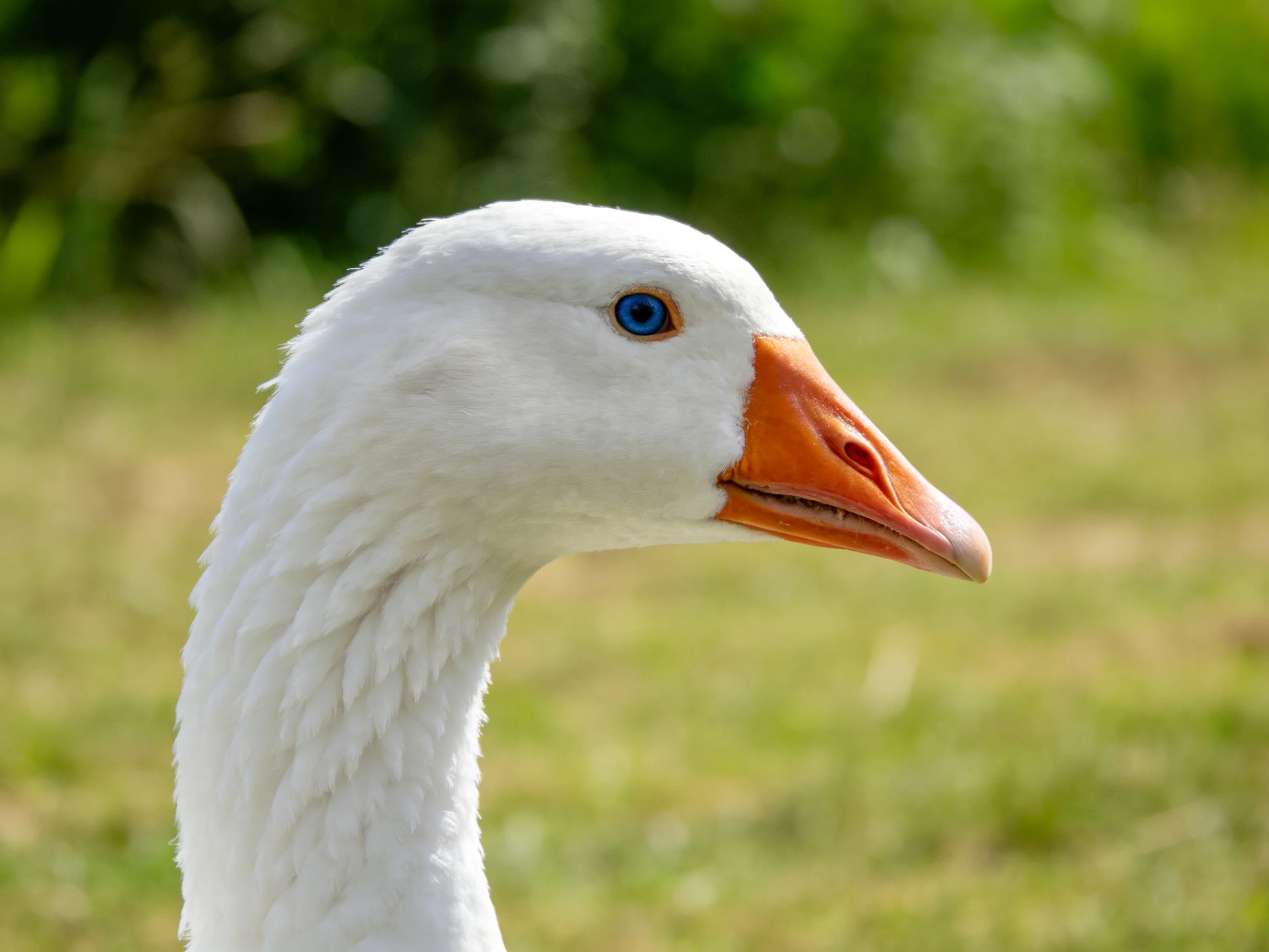 A close - up of a white goose with an orange beak and blue eye displayed outdoors