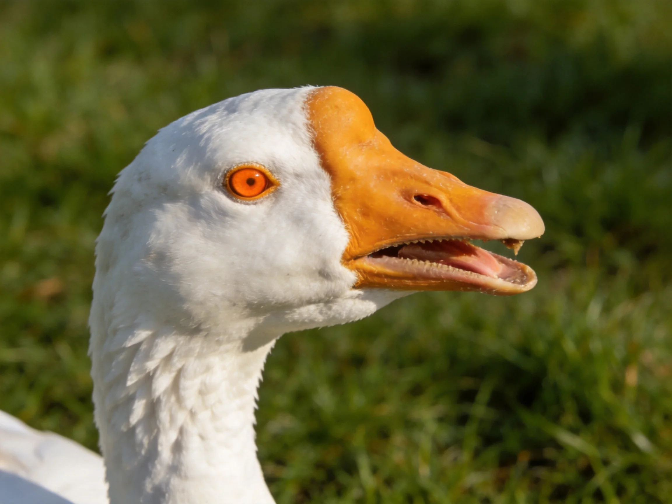 A close - up of a white goose with an orange beak and bright orange eye