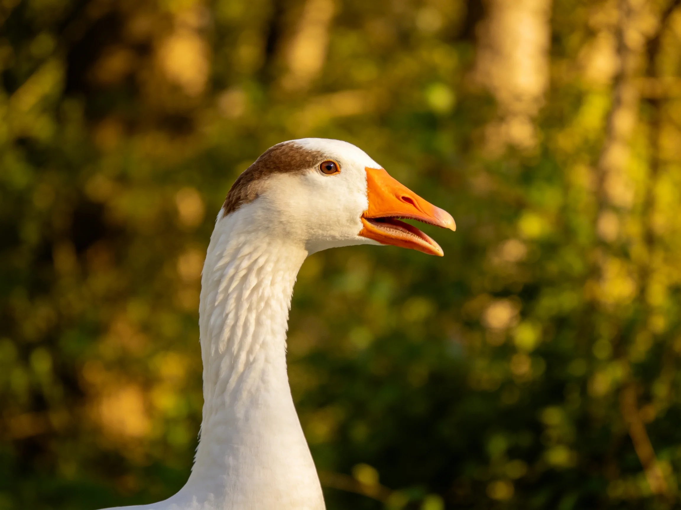 A close - up of a white goose with an orange beak in a natural setting.