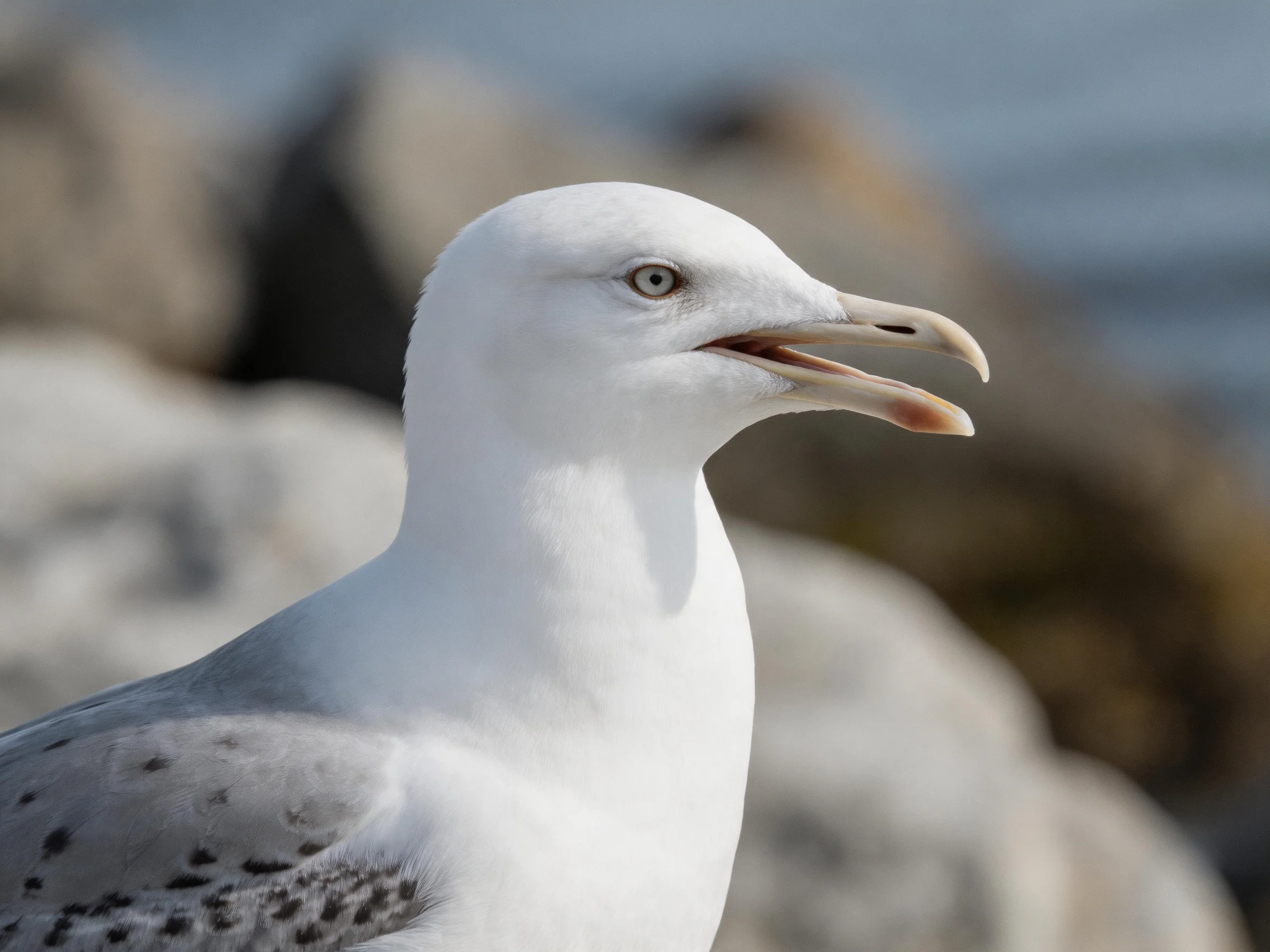 A close-up view of a white-headed seagull with gray wings near rocky terrain.