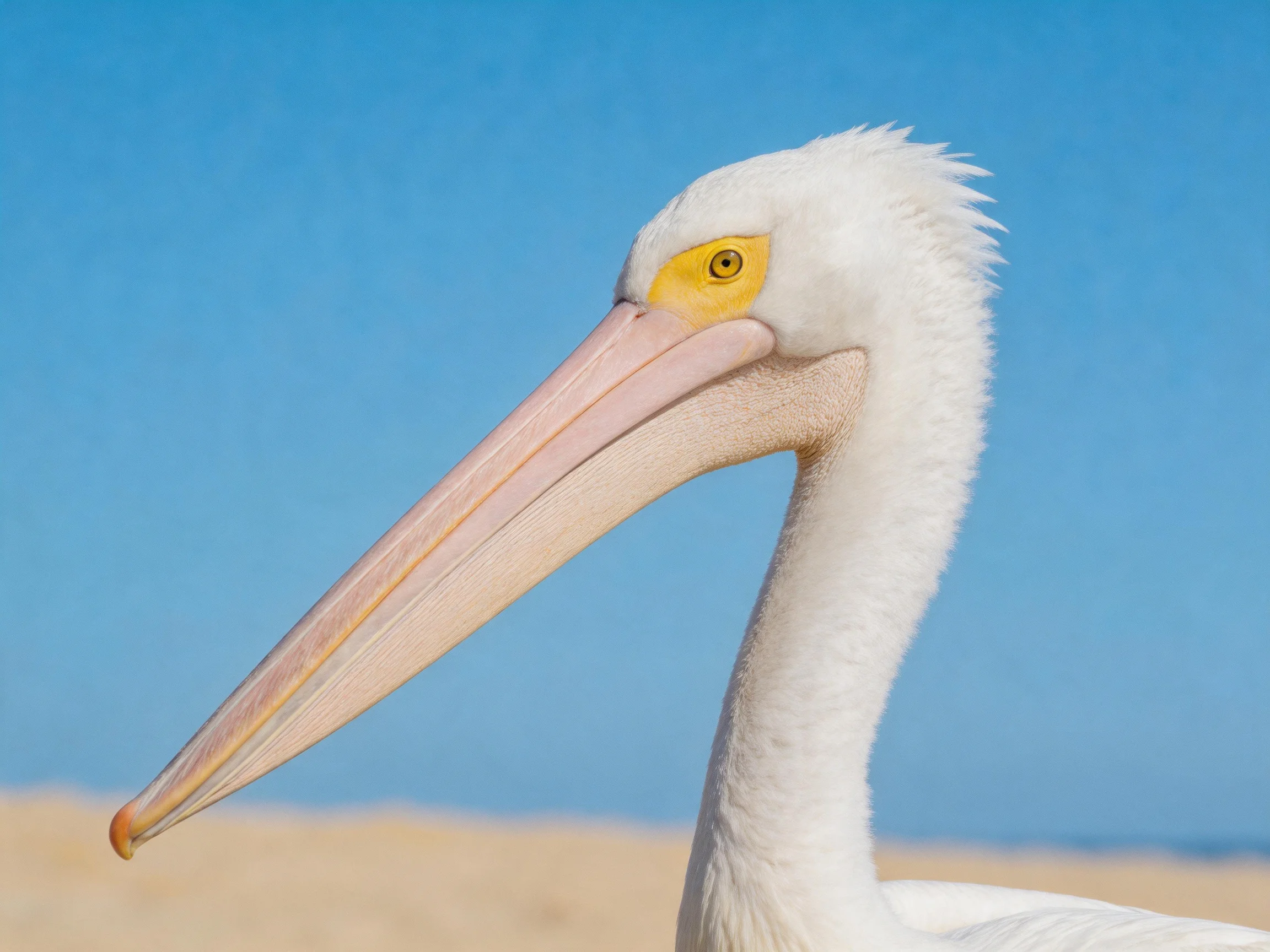 A close - up of a white pelican with a long pinkish beak against a clear blue sky