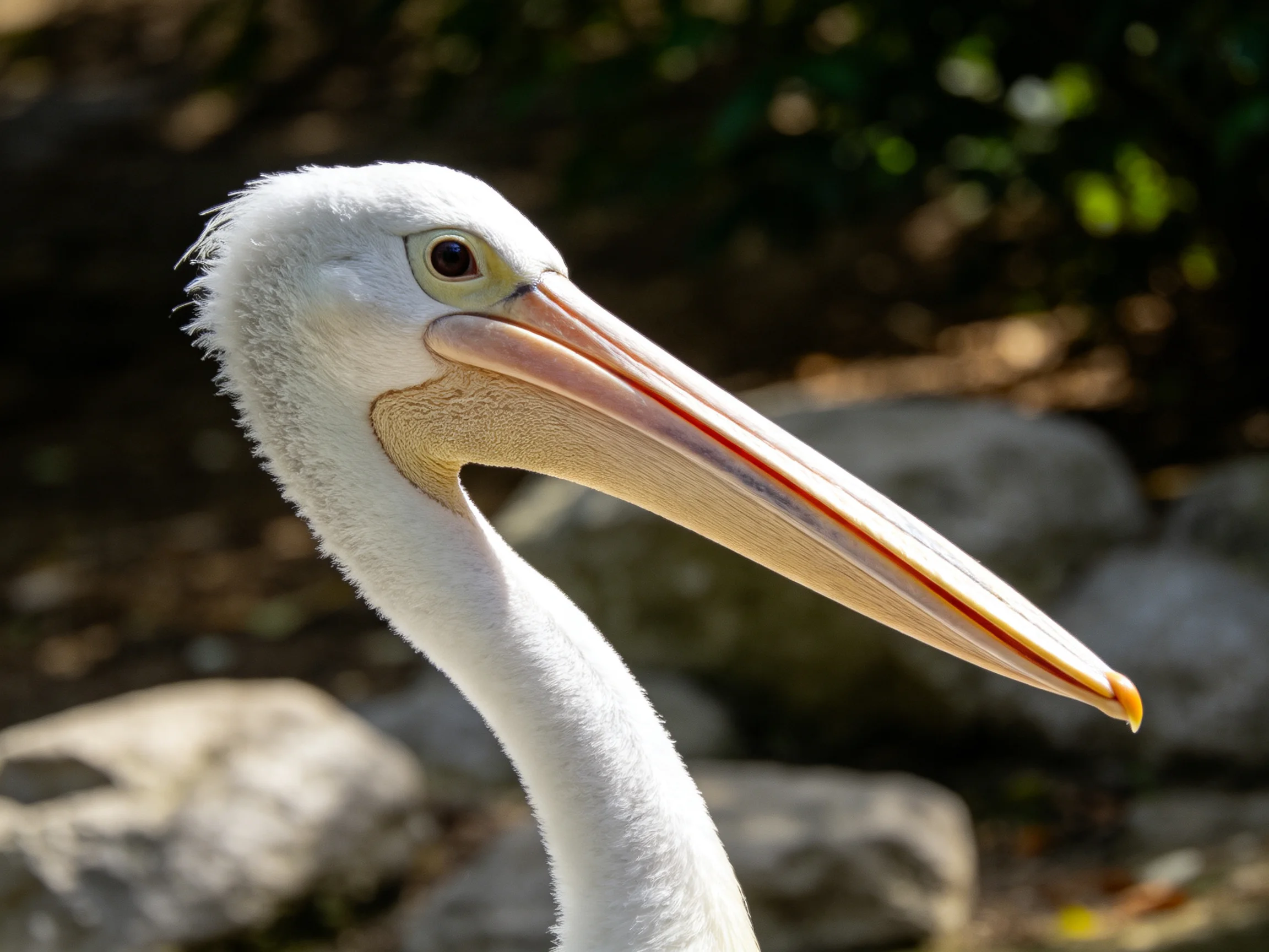 A close - up of a white pelican with a long pinkish beak
