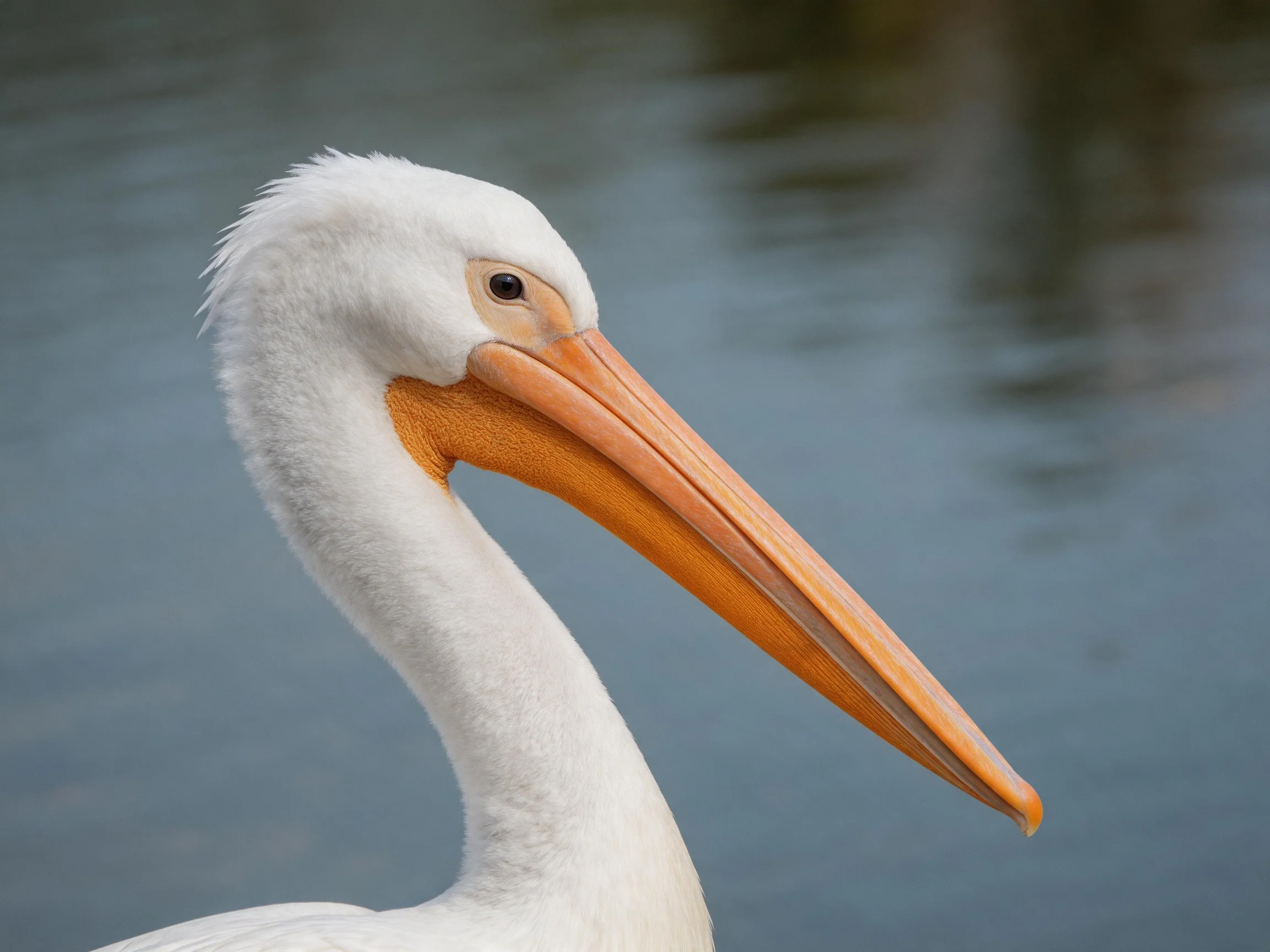 A close - up of a white pelican with an orange beak by calm water