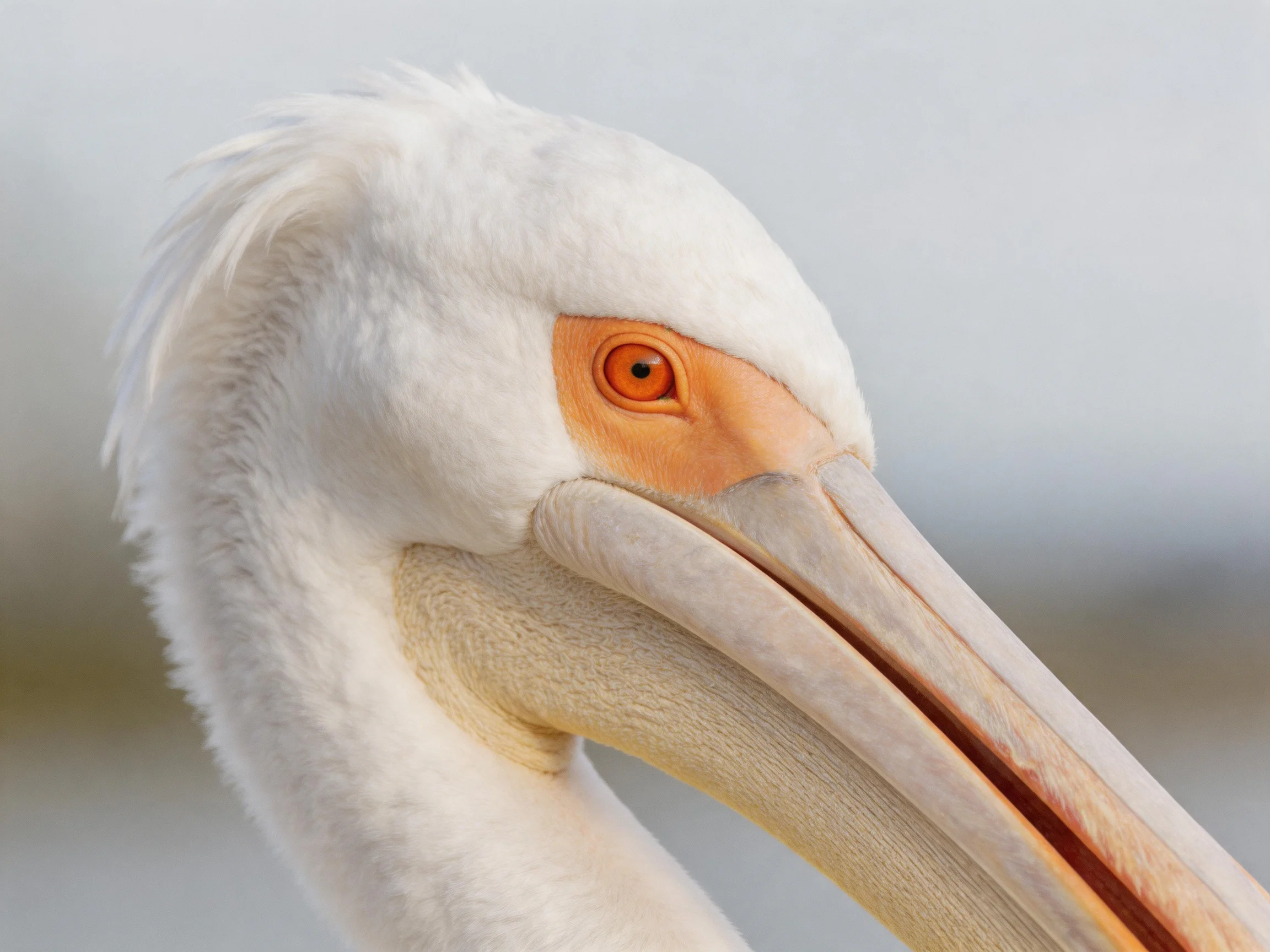 A close - up of a white pelican with an orange eye and large beak