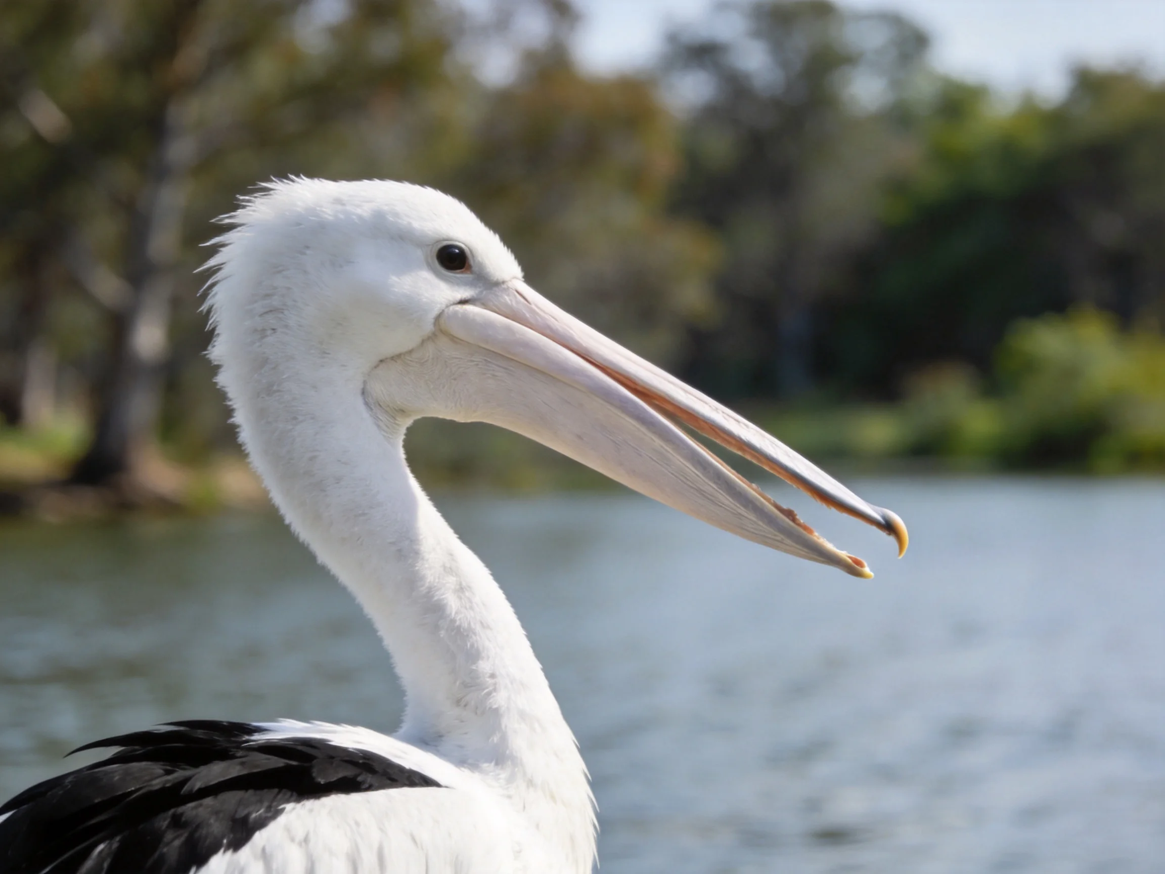 A close - up of a white pelican with black wing patches by calm water