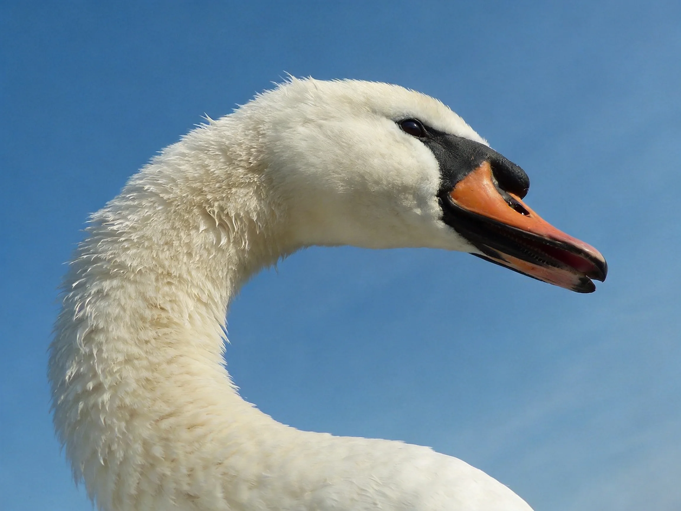A swan with an orange beak is shown in a close-up against a clear blue sky.