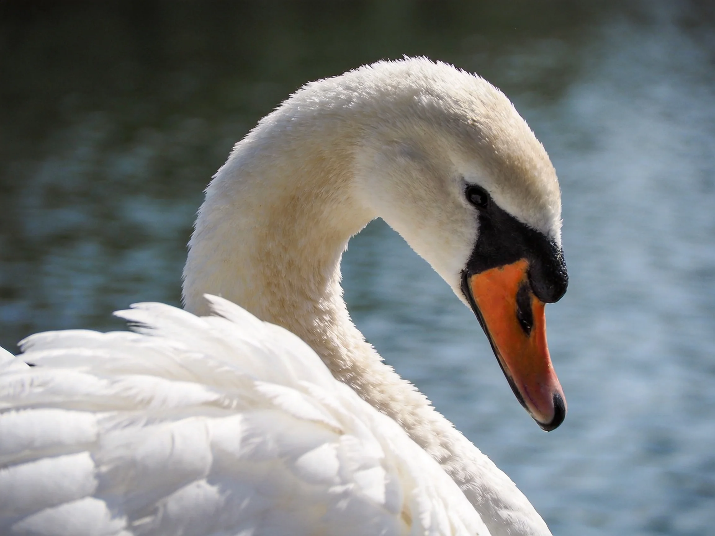 A close - up of a white swan with an orange beak near calm water