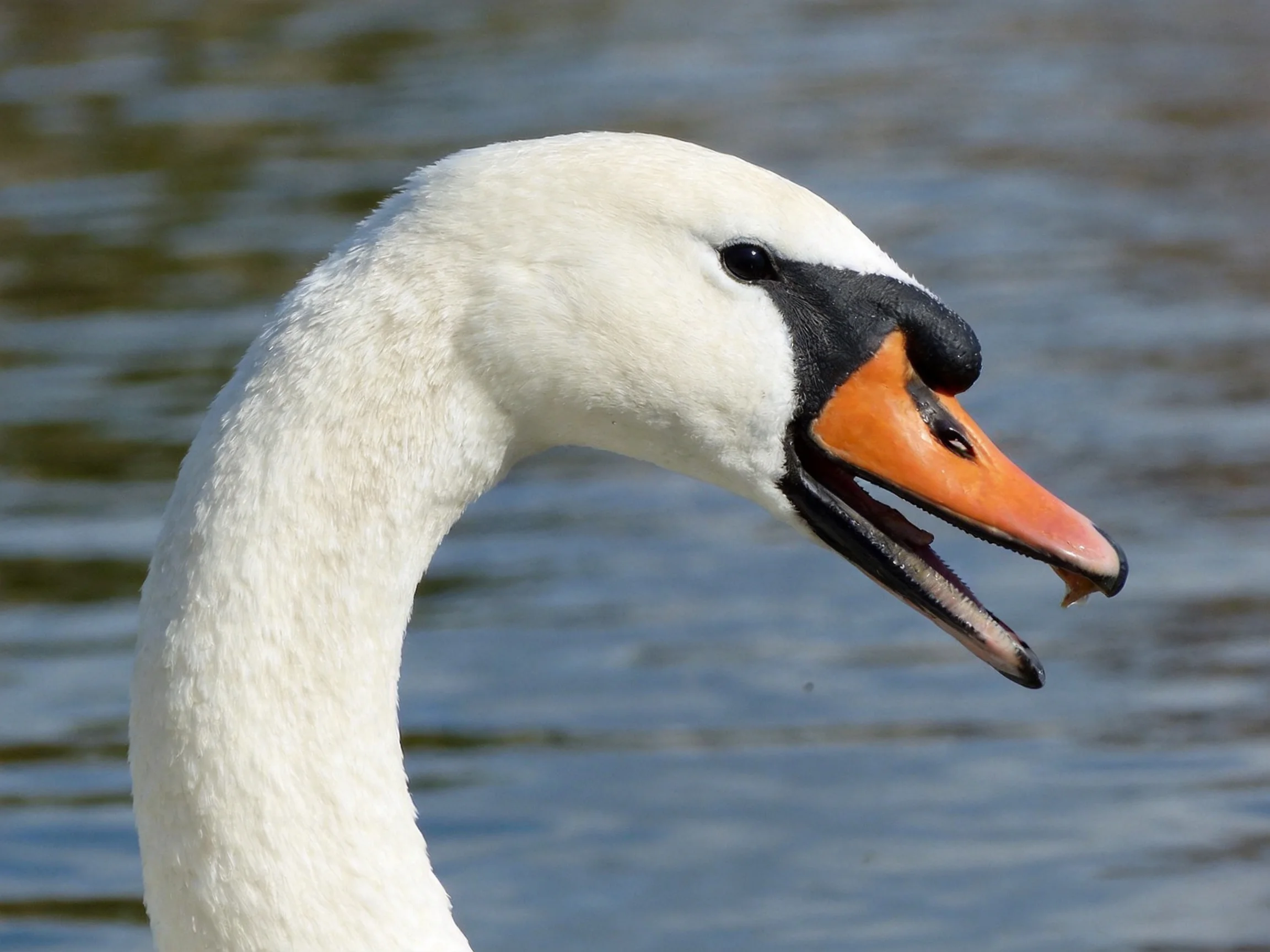 A swan with an orange beak is near calm water.