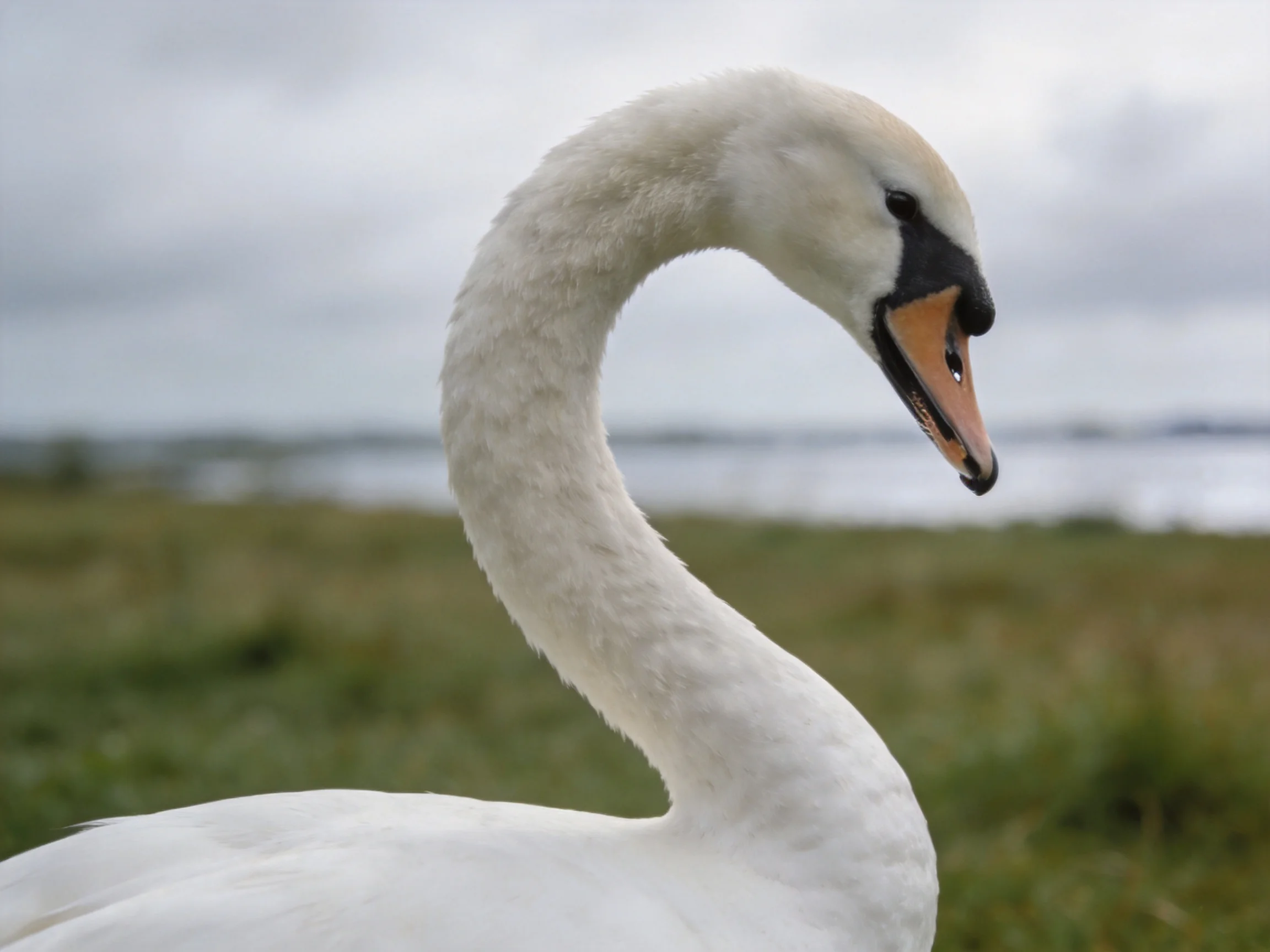 A close - up of a white swan with an orange beak in a natural setting