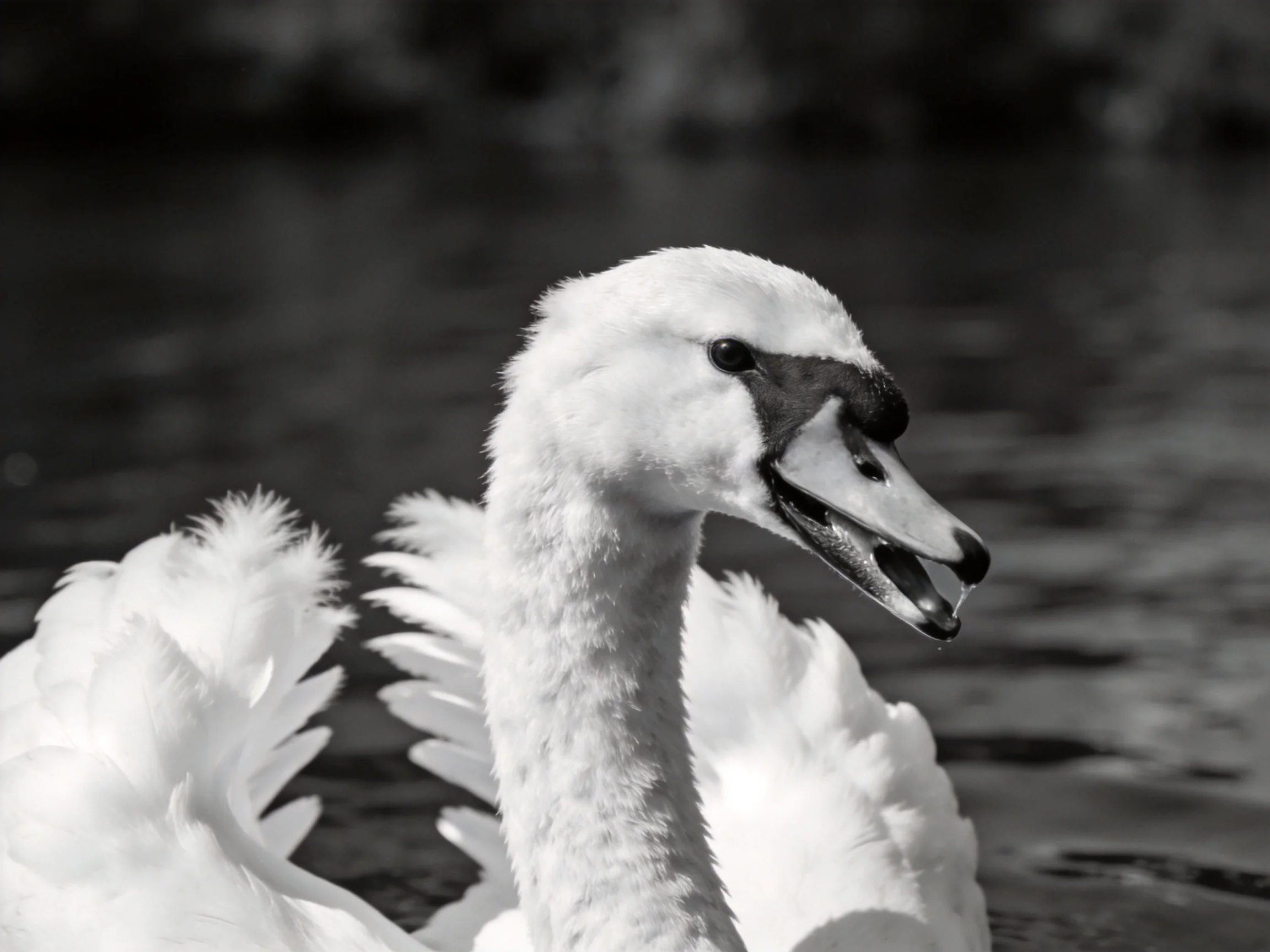 A close-up of a white swan with dark facial markings near water