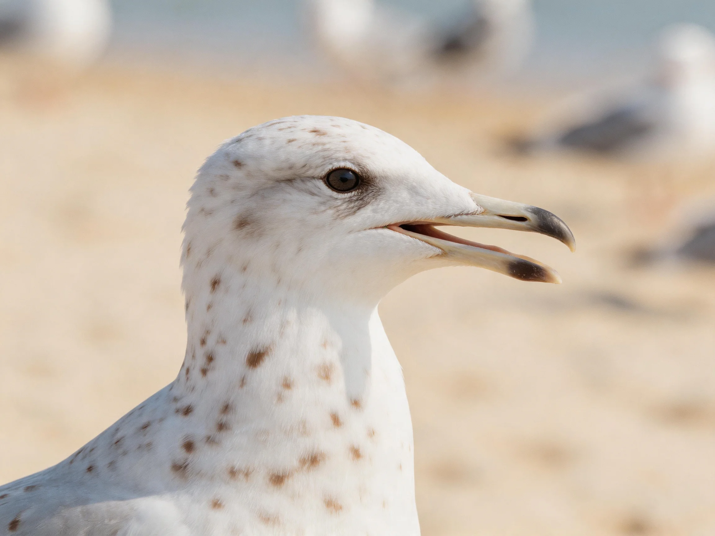 A close - up of a young seagull with brown - spotted plumage