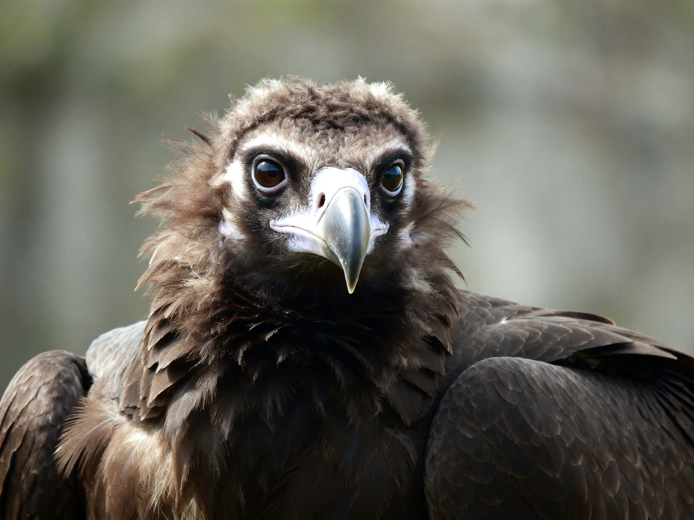 A close - up of a young vulture with dark brown plumage