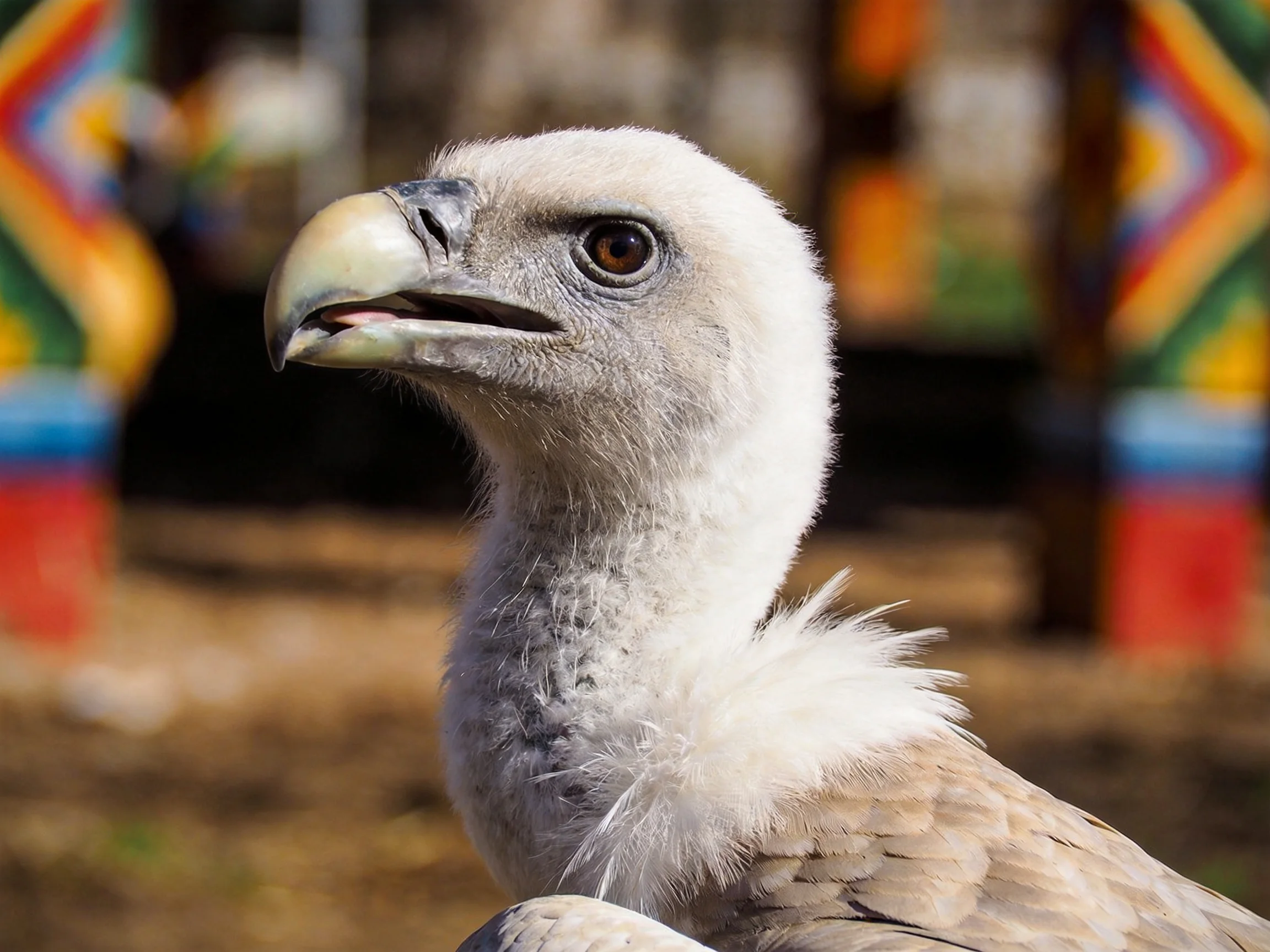 A close-up of a young vulture with soft gray and white plumage