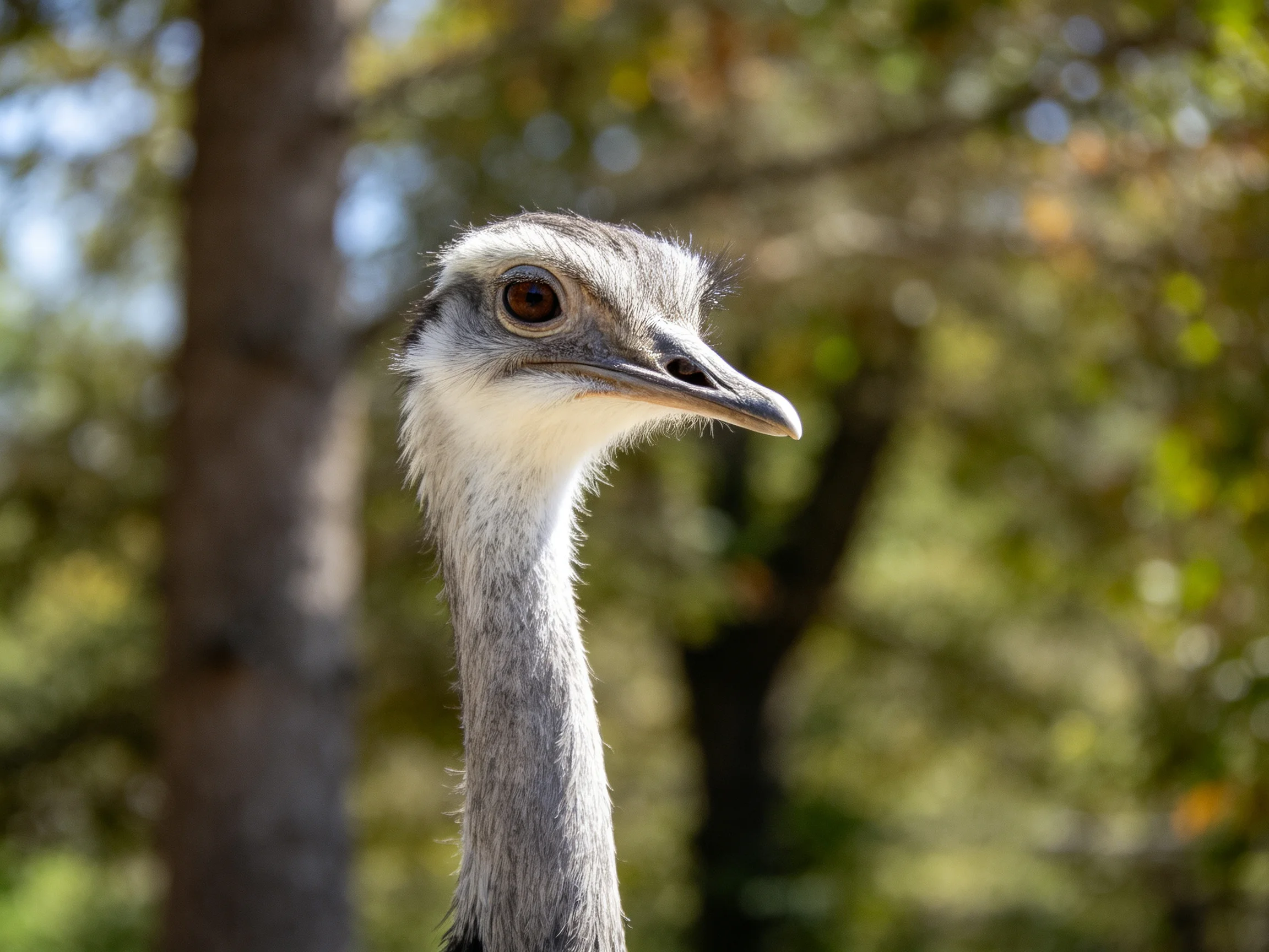 A close - up of an emu’s head with gray feathers and a forest backdrop