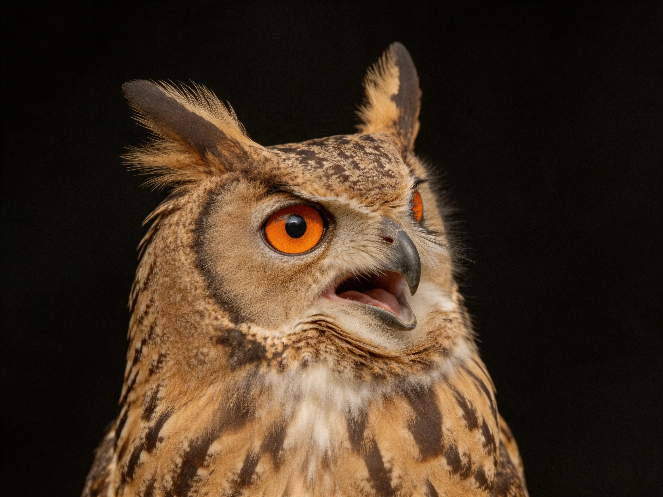 A close-up of an owl with bright orange eyes and brown patterned plumage