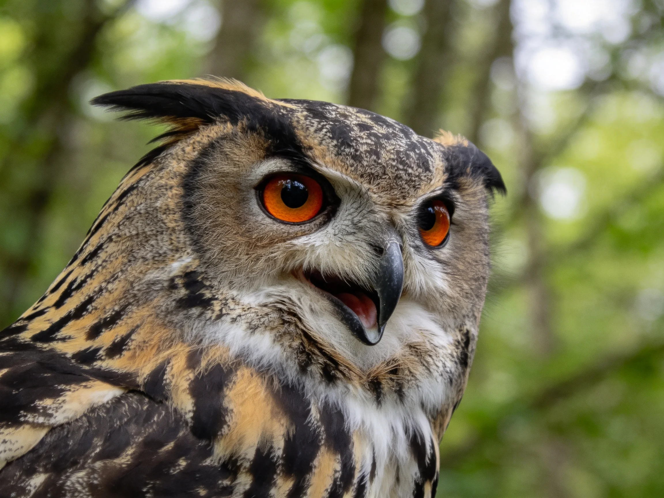 A close - up of an owl with bright orange eyes and patterned feathers