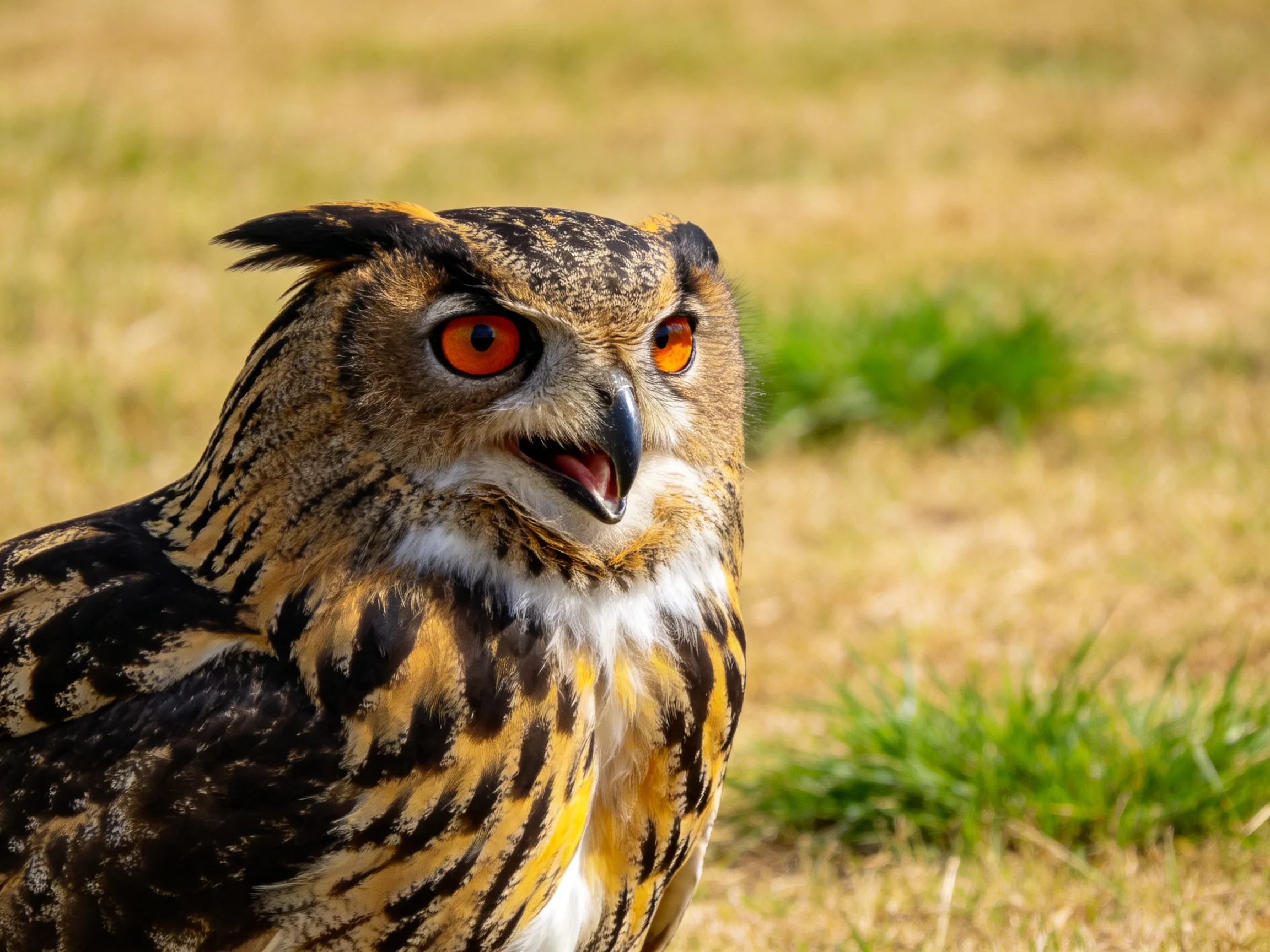 A close - up of an owl with bright orange eyes and patterned plumage