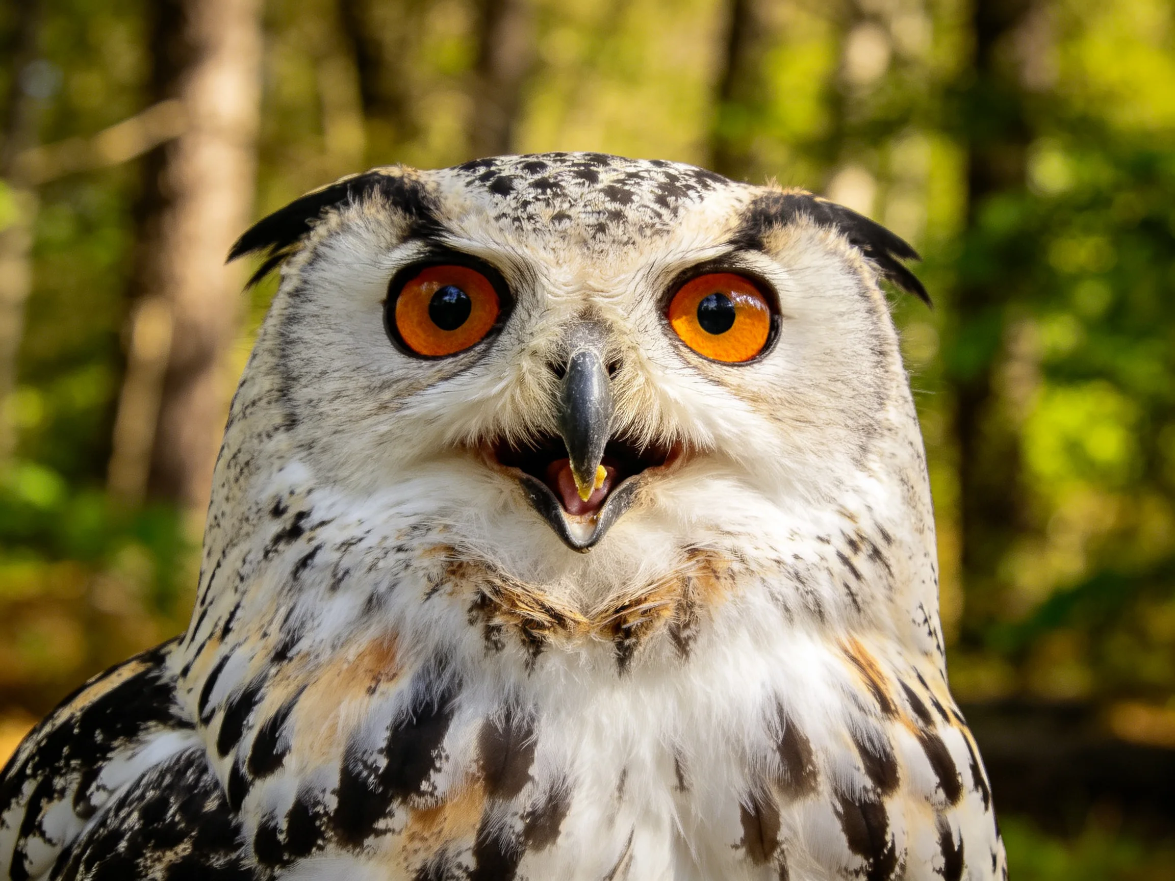 A close-up of an owl with bright orange eyes and patterned plumage
