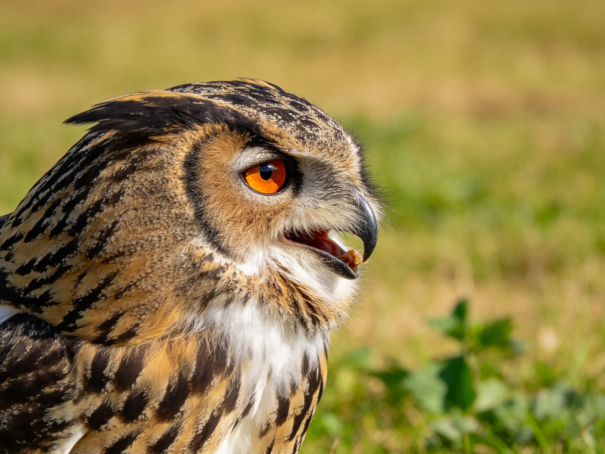 A close - up of an owl with bright orange eyes and patterned plumage