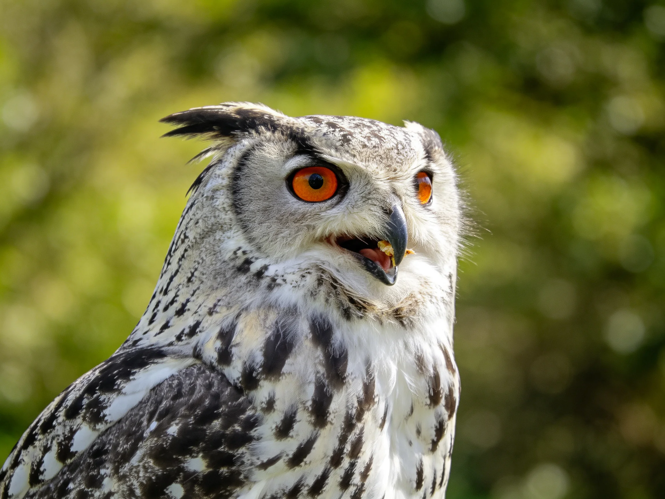 A close-up of an owl with bright orange eyes and patterned plumage