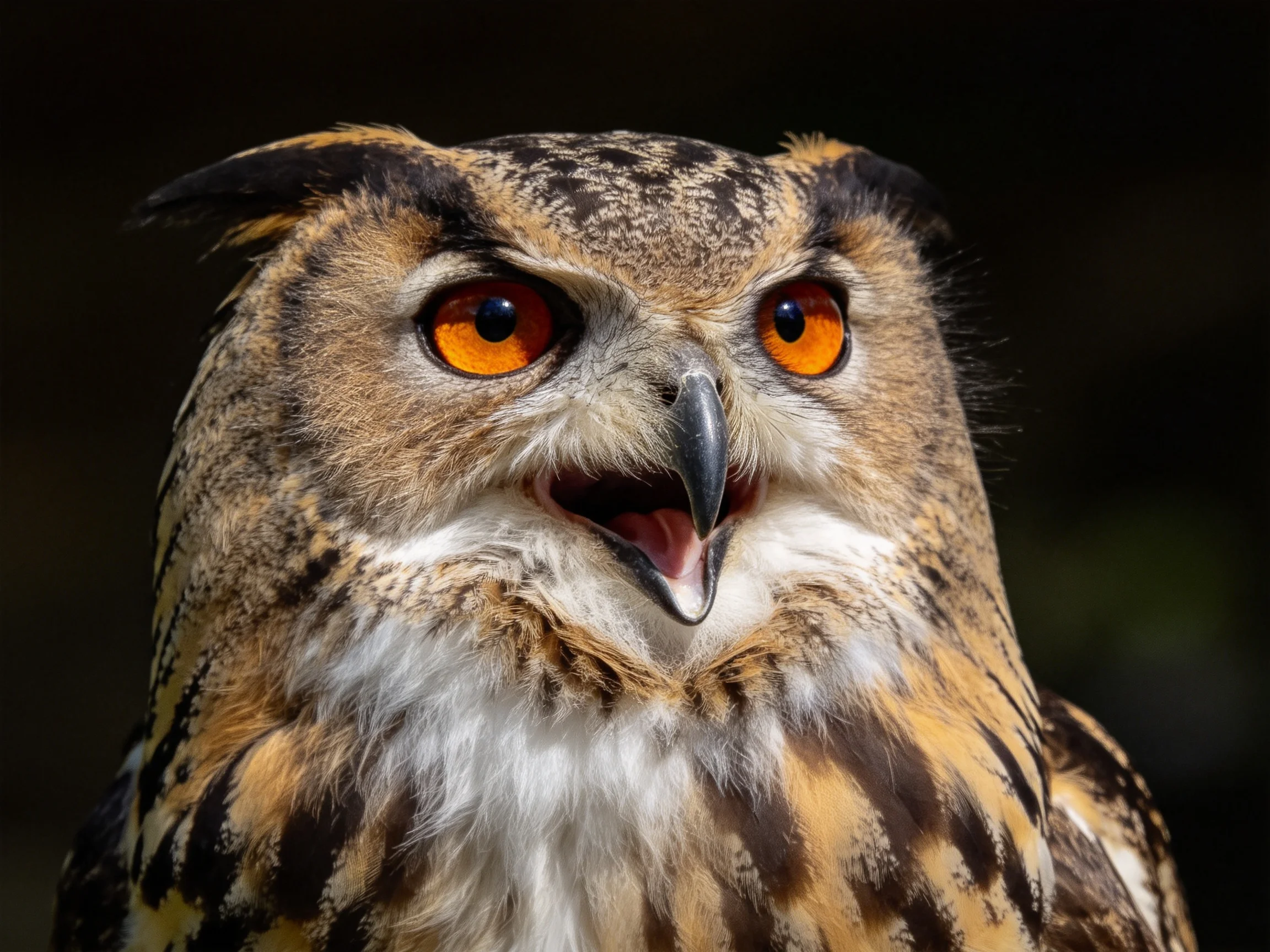 A close-up of an owl with bright orange eyes and patterned plumage
