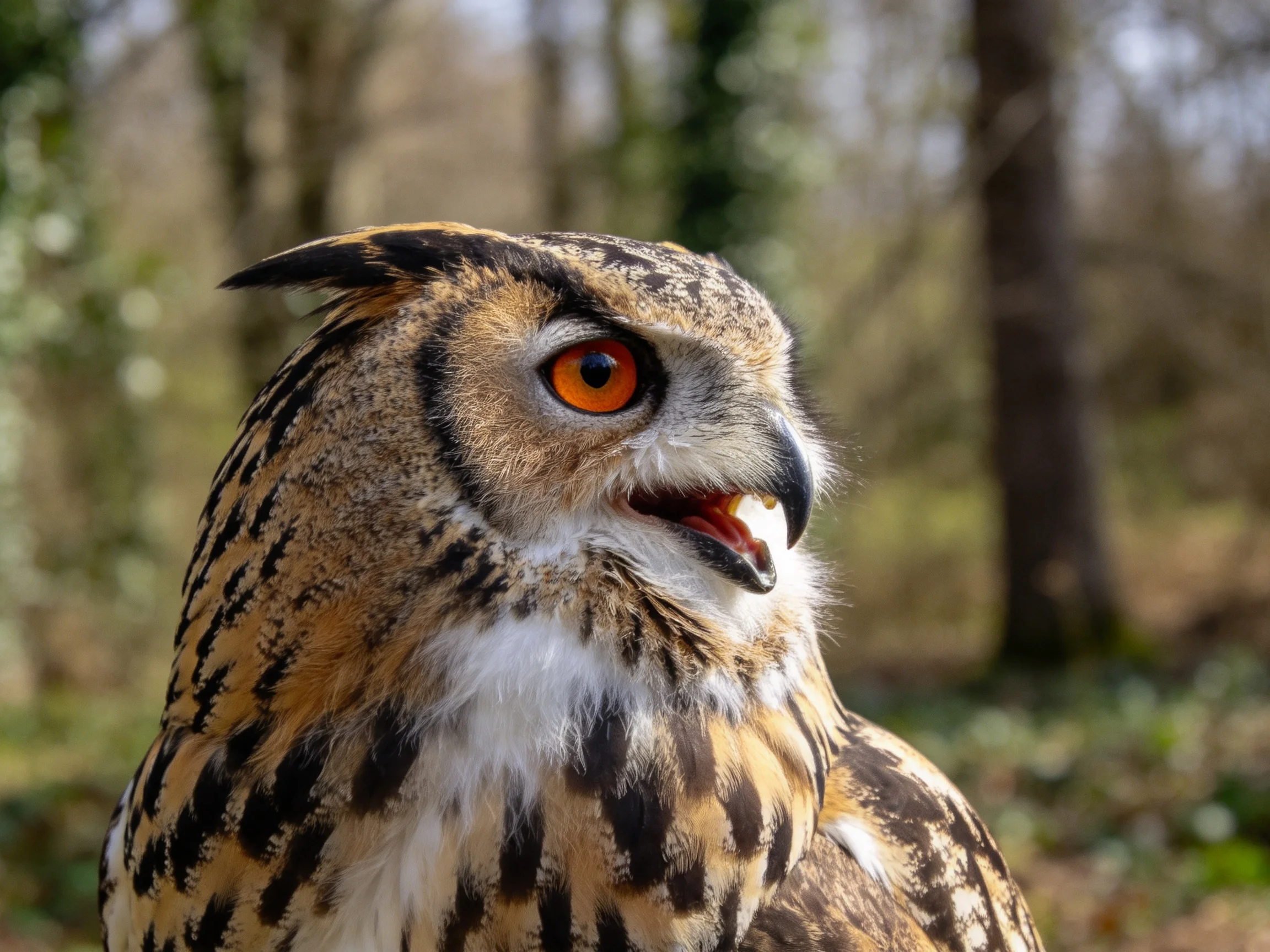 A close-up of an owl with bright orange eyes and patterned plumage