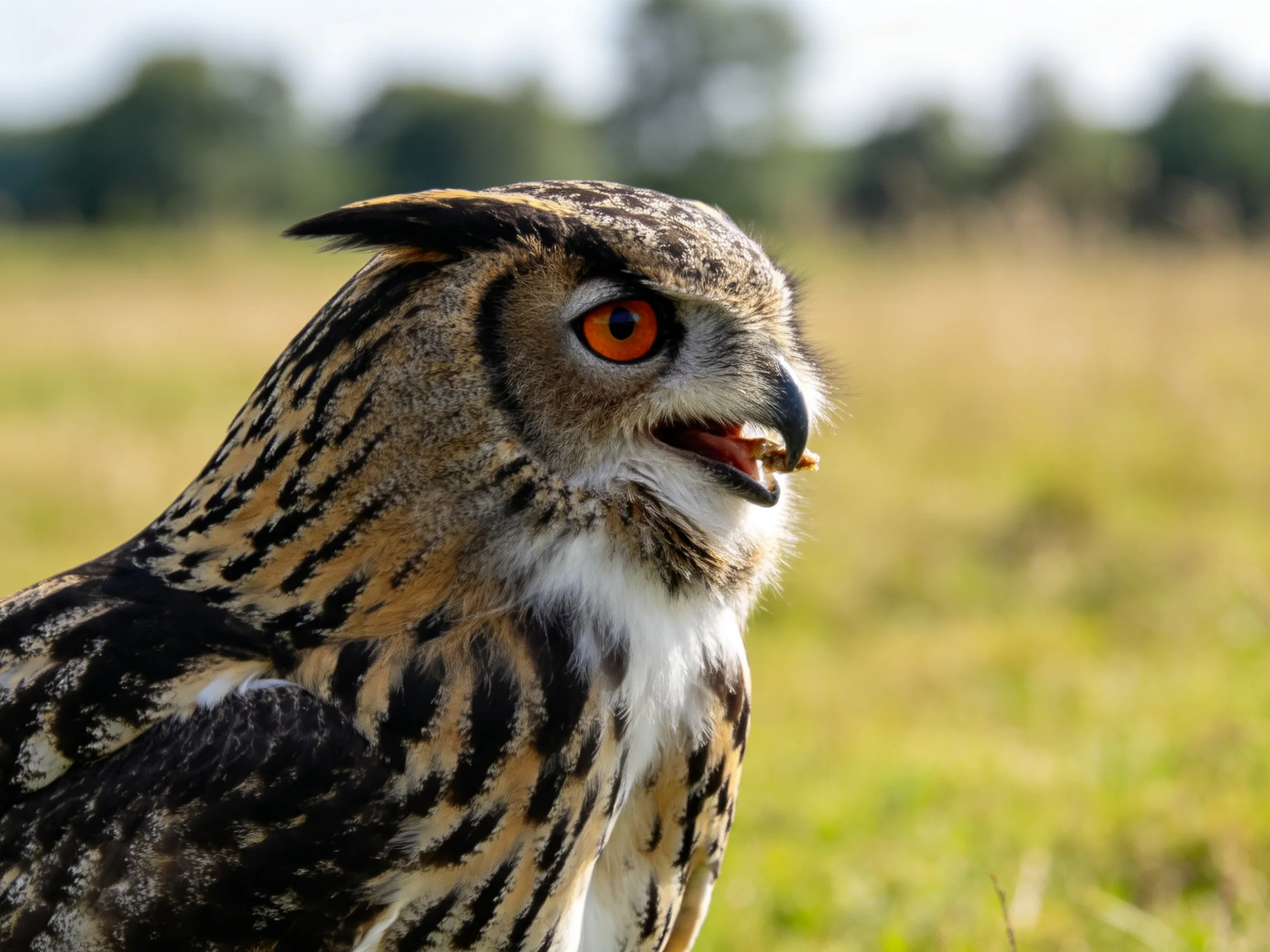 A close - up of an owl with bright orange eyes in a grassy field