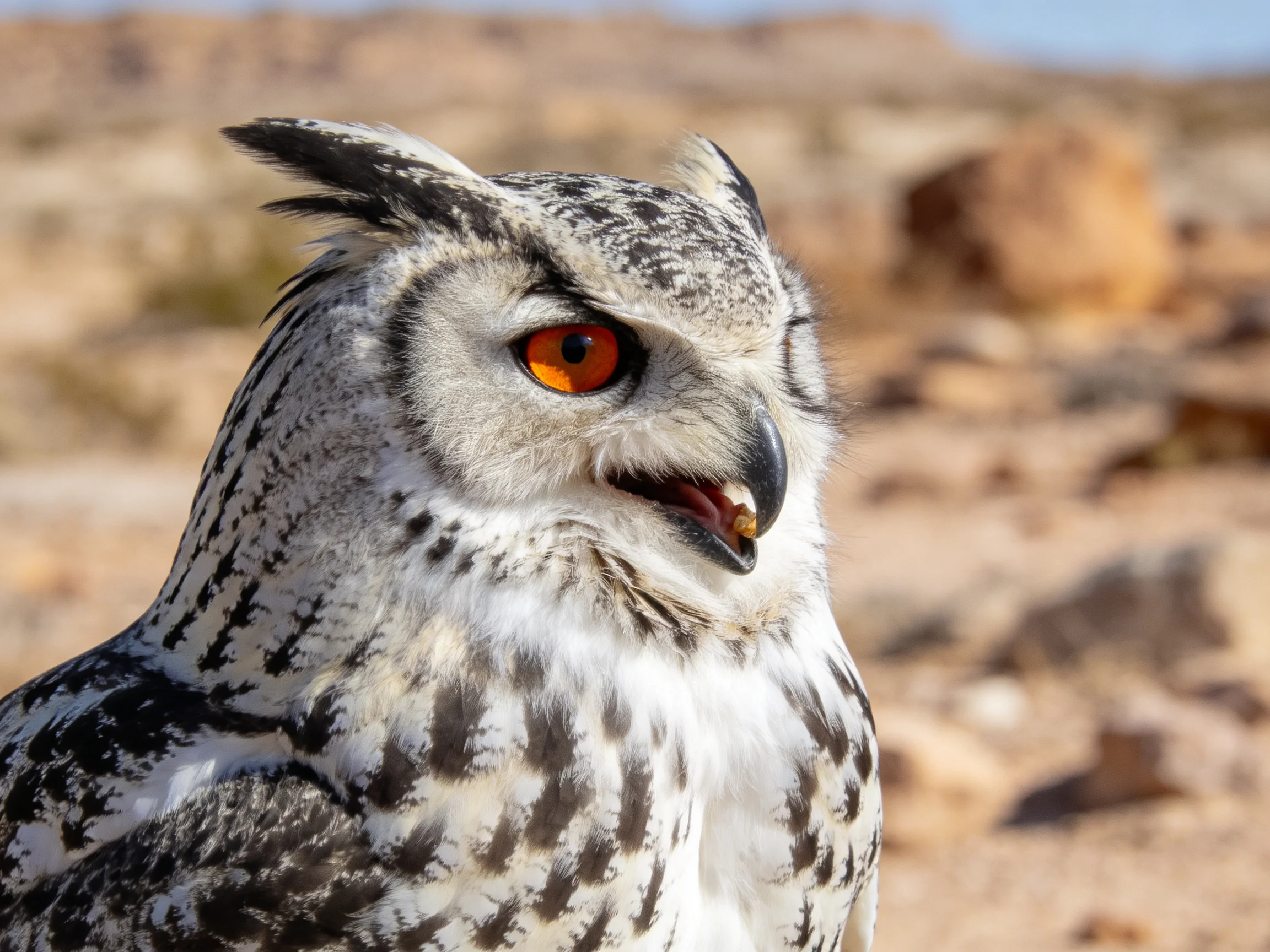 A close-up of an owl with bright orange eyes, rocky desert backdrop