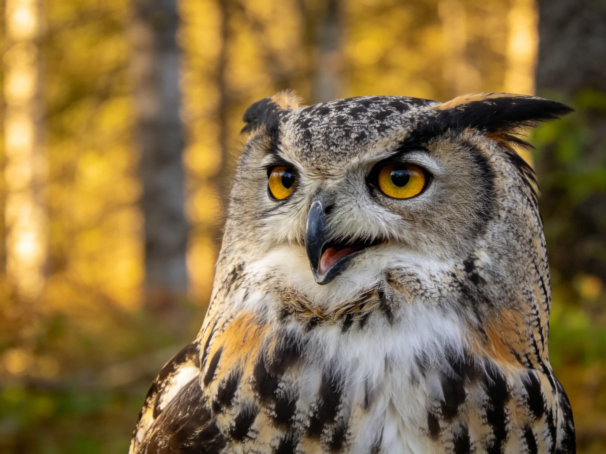 A close - up of an owl with bright yellow eyes in a golden forest