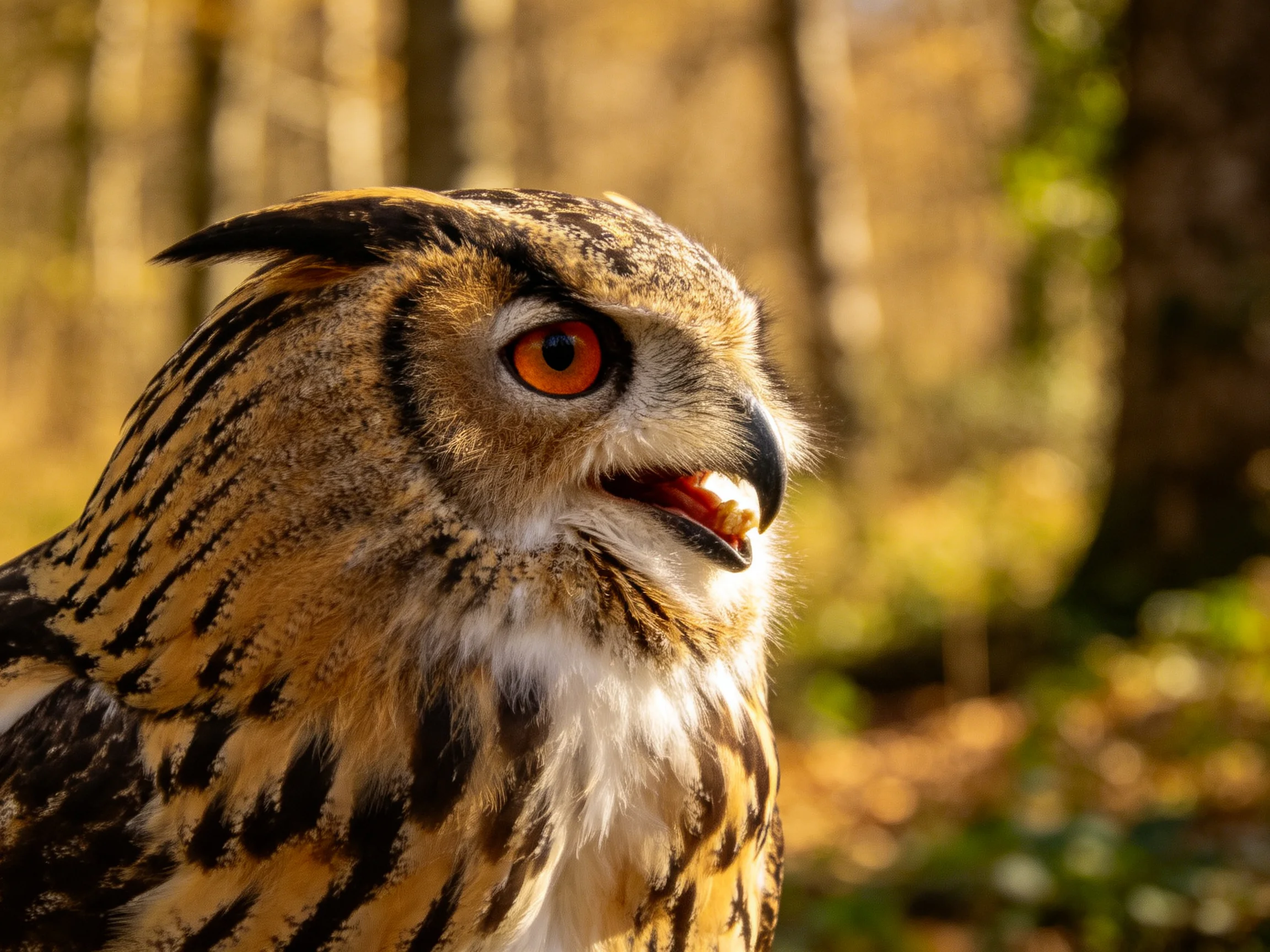 A close-up of an owl with brown striped feathers and orange eye