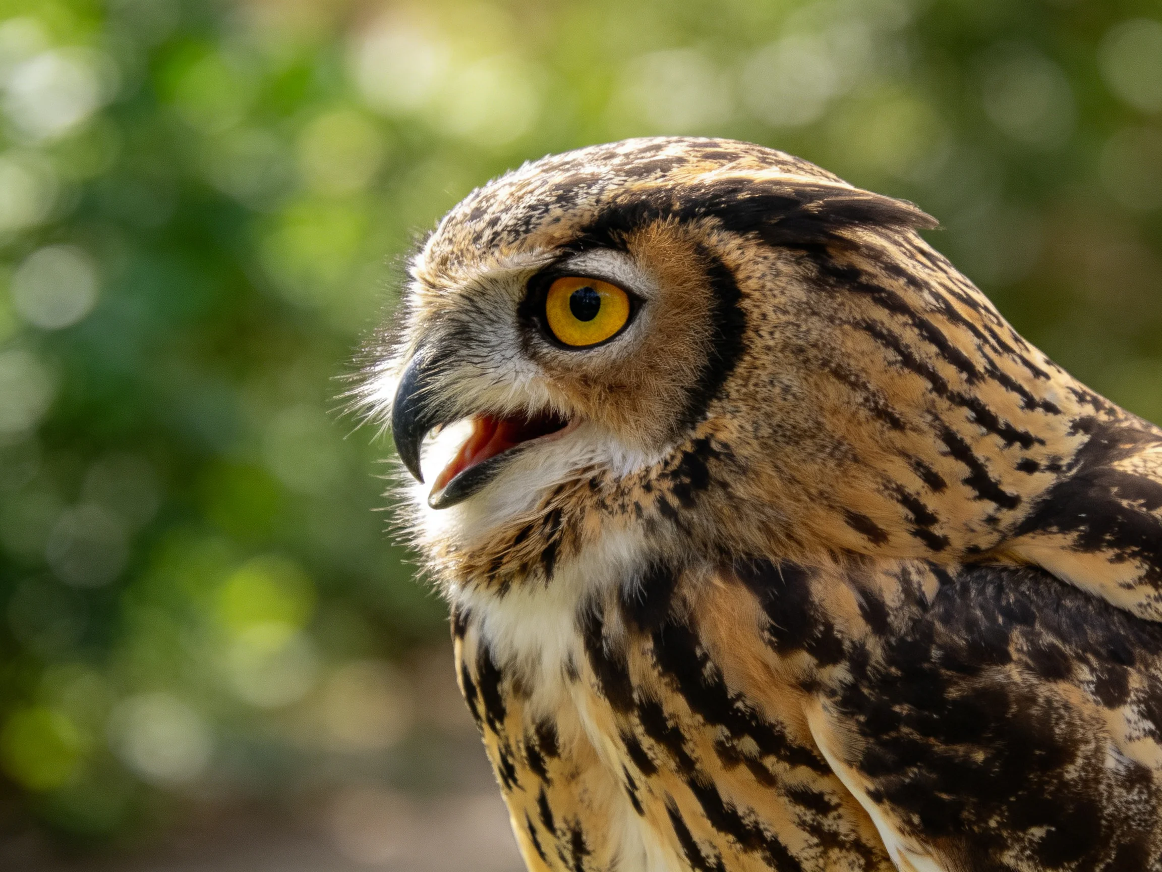 A close - up of an owl with golden eyes and striped feathers