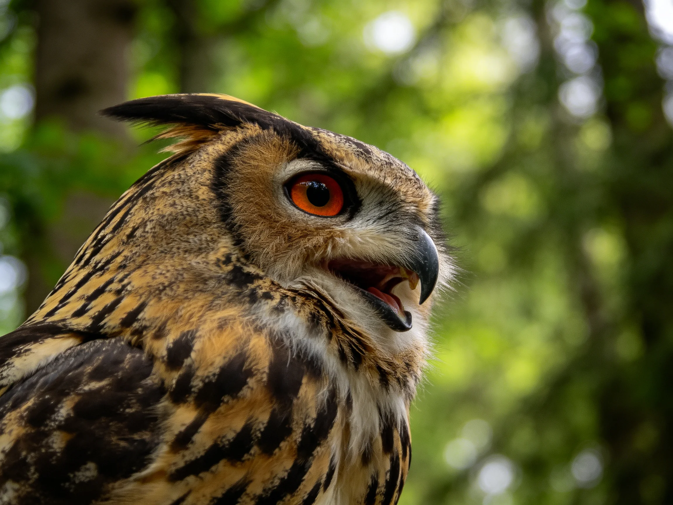 A close - up of an owl with orange eyes and patterned plumage
