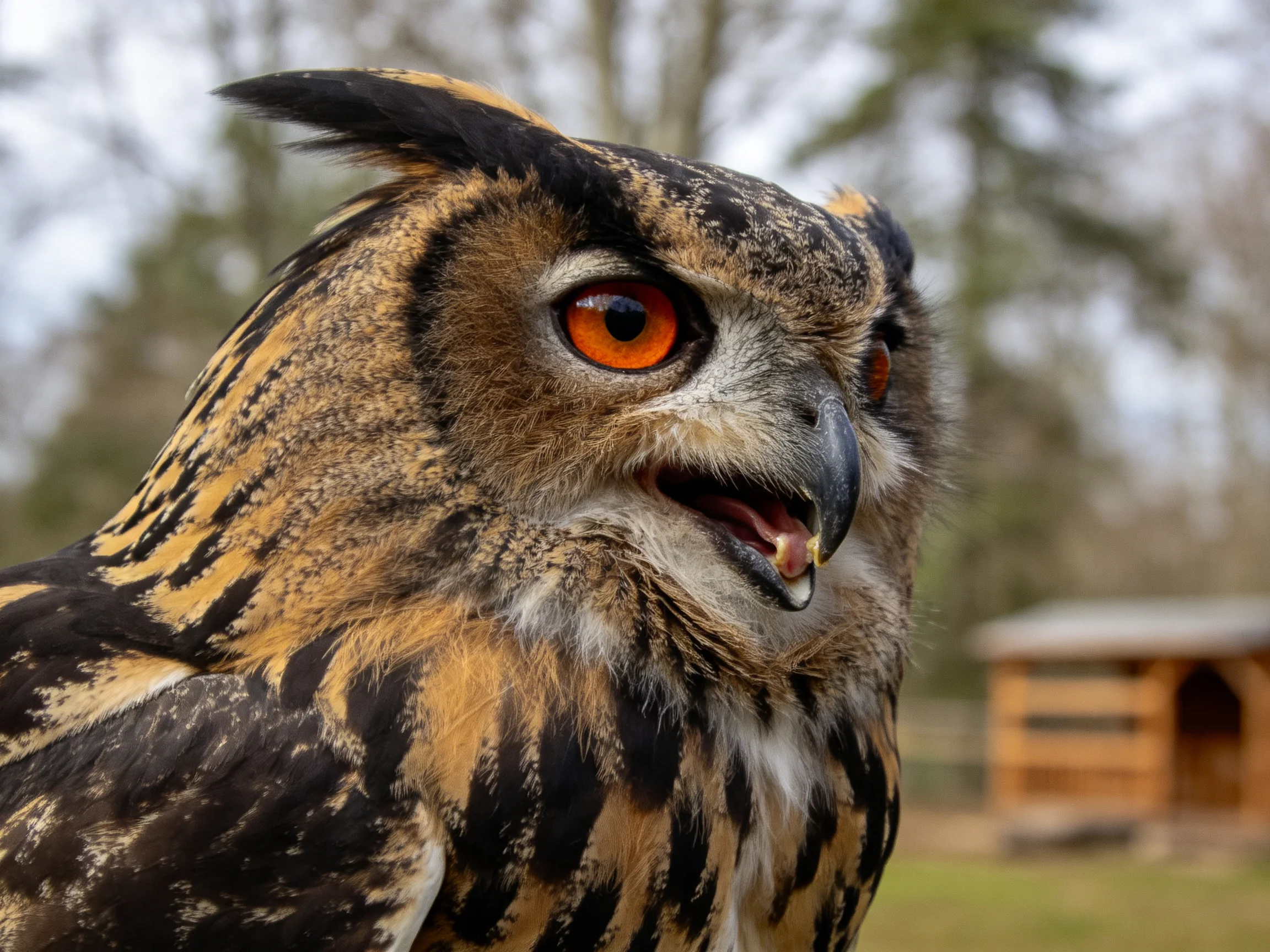 A close-up of an owl with vibrant orange eyes and patterned plumage