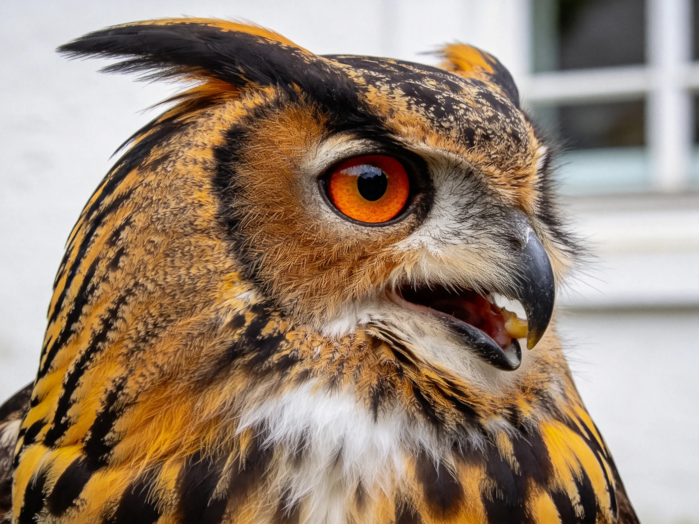 A close - up of an owl with vibrant orange eyes and patterned plumage