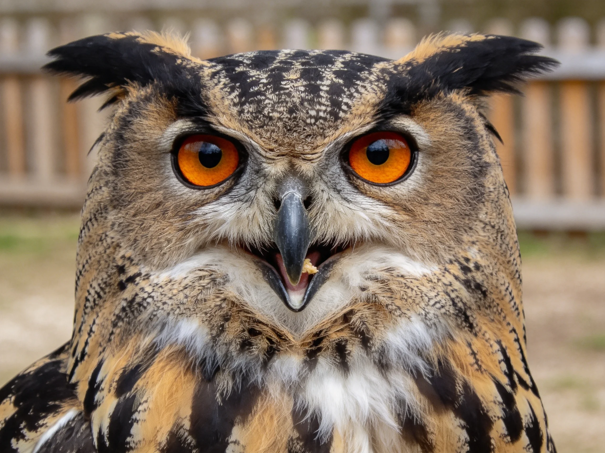A close-up of an owl with vivid orange eyes and patterned plumage