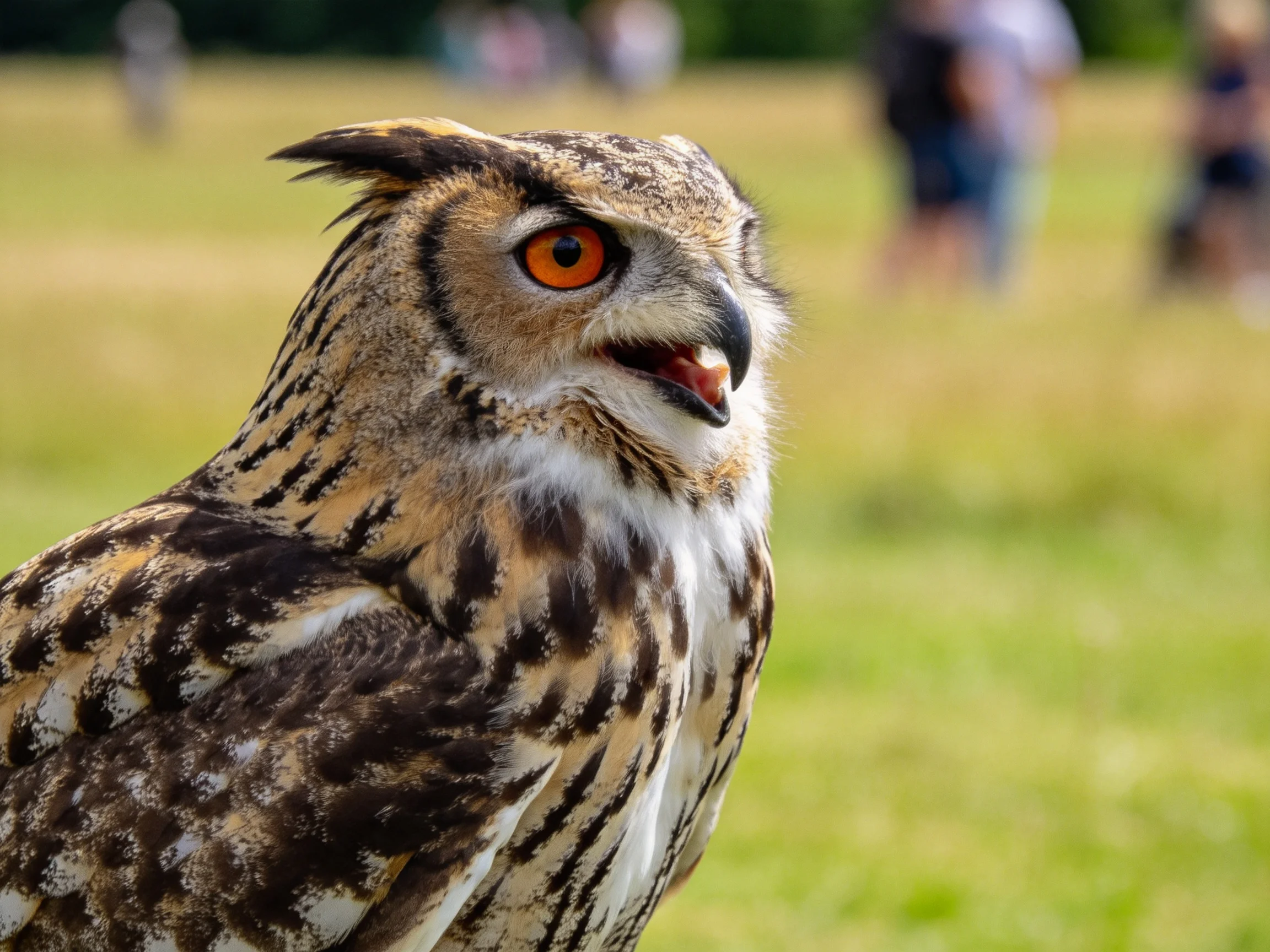 A close - up of an owl with vivid orange eyes and patterned plumage