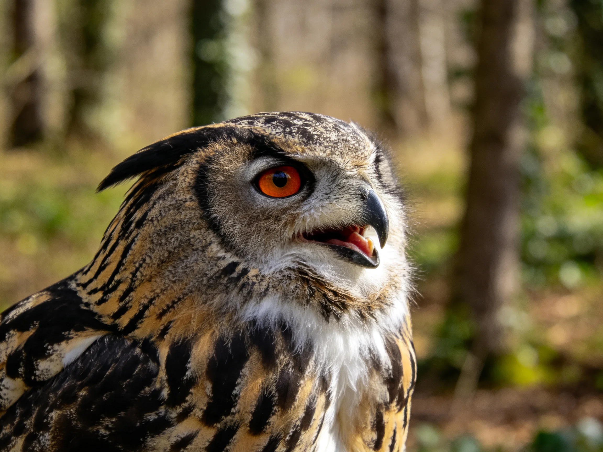 A close-up up of an owl with vibrant orange eyes in a forest