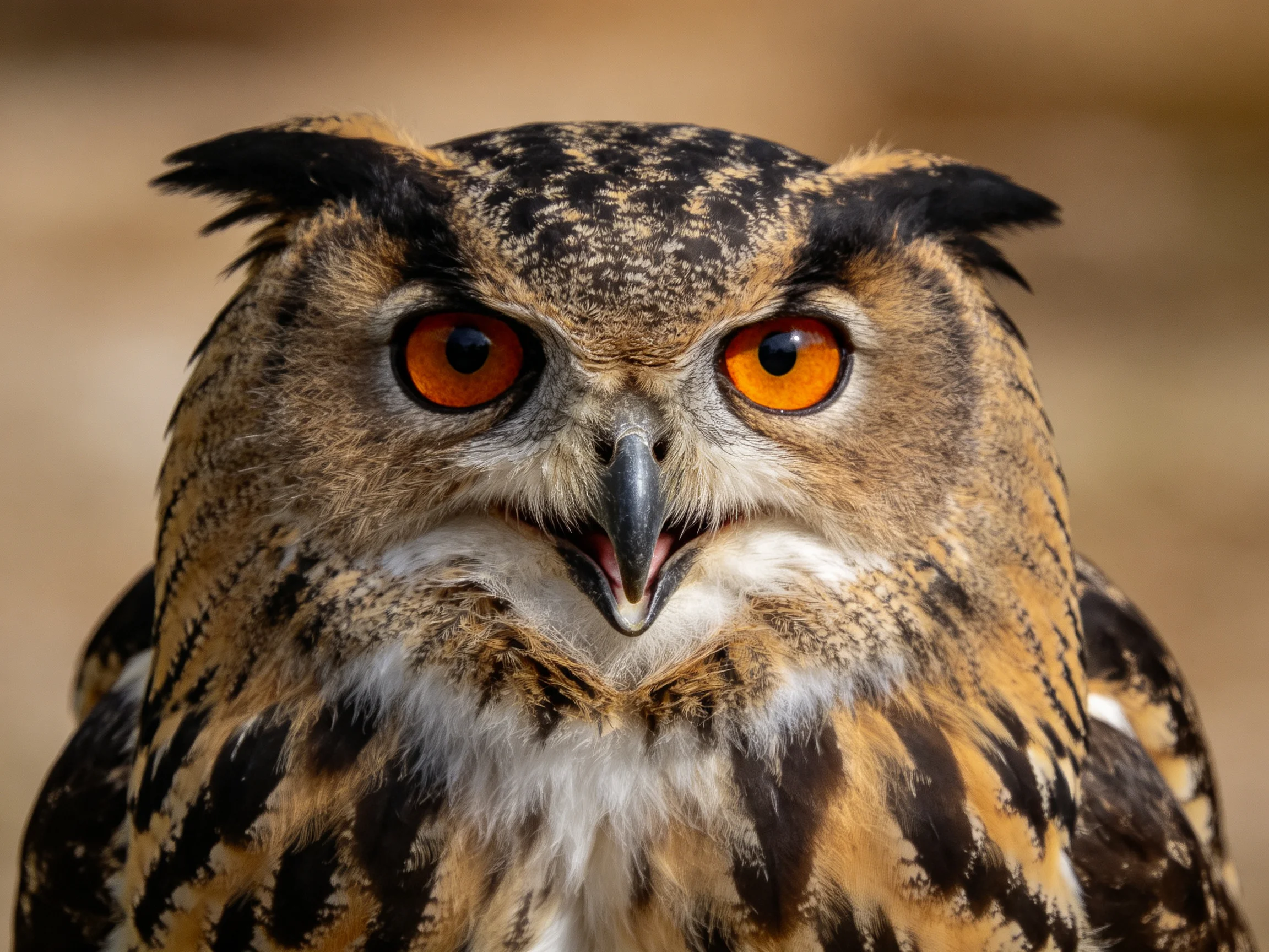 A close - up view an owl with bright orange eyes and patterned plumage
