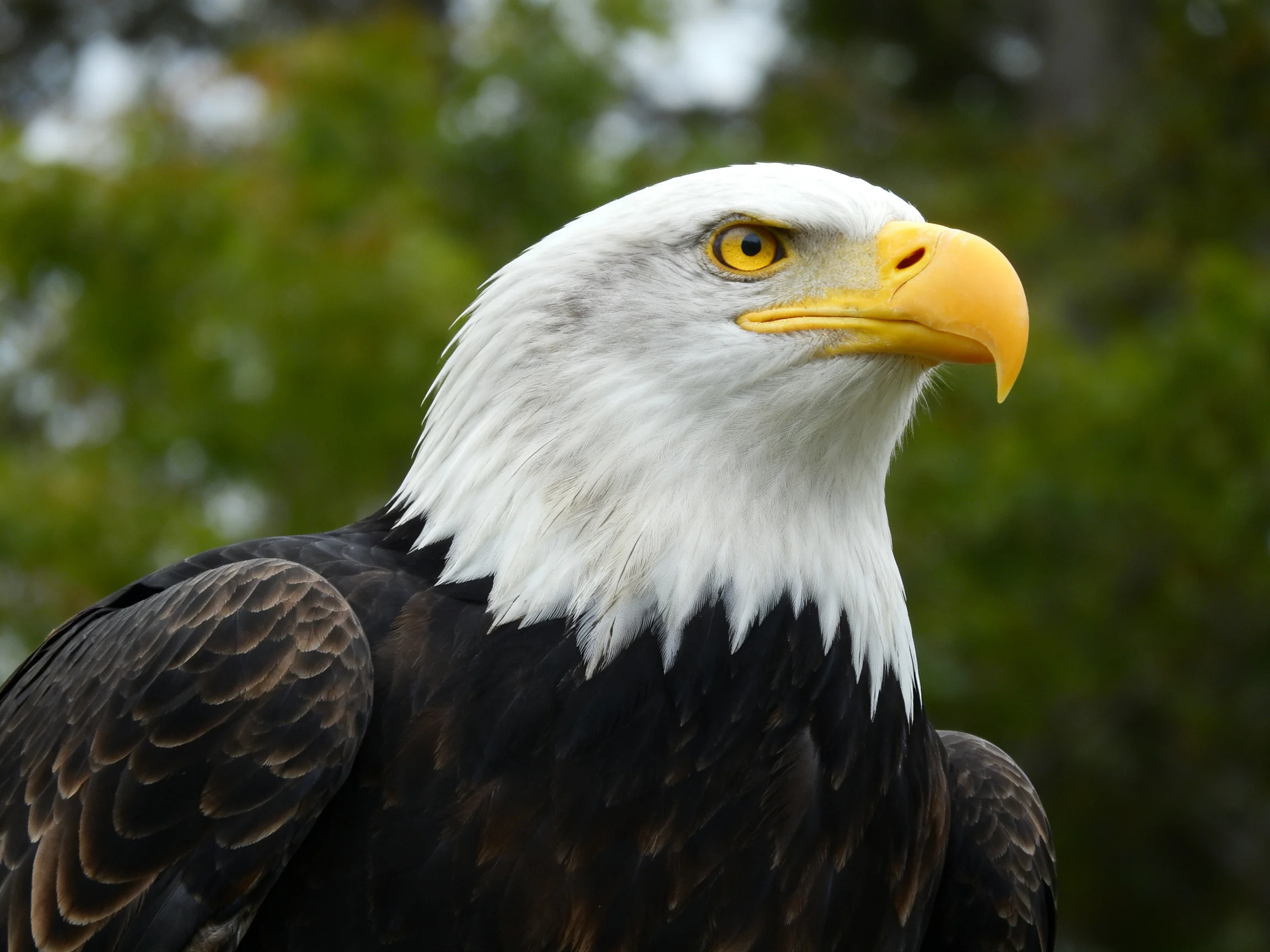 A close - up view of a bald eagle with white head and yellow beak