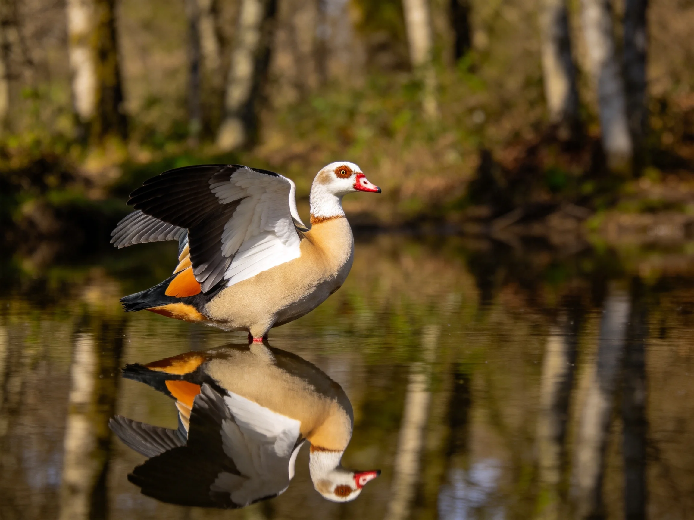 A colorful Egyptian goose spreading wings near forest pond