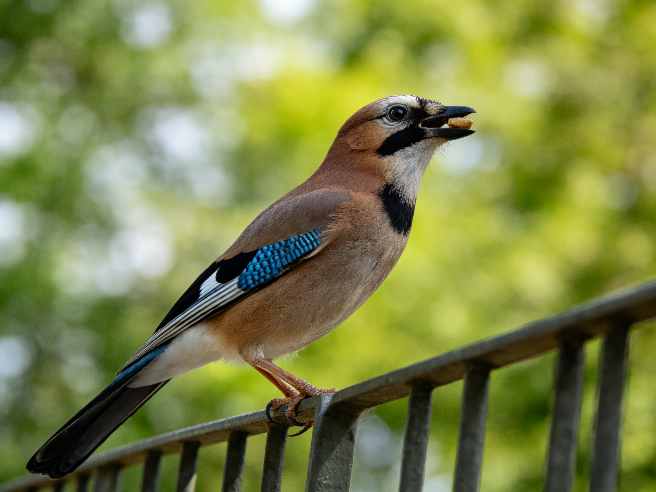 A colorful Eurasian jay perched on a metal fence