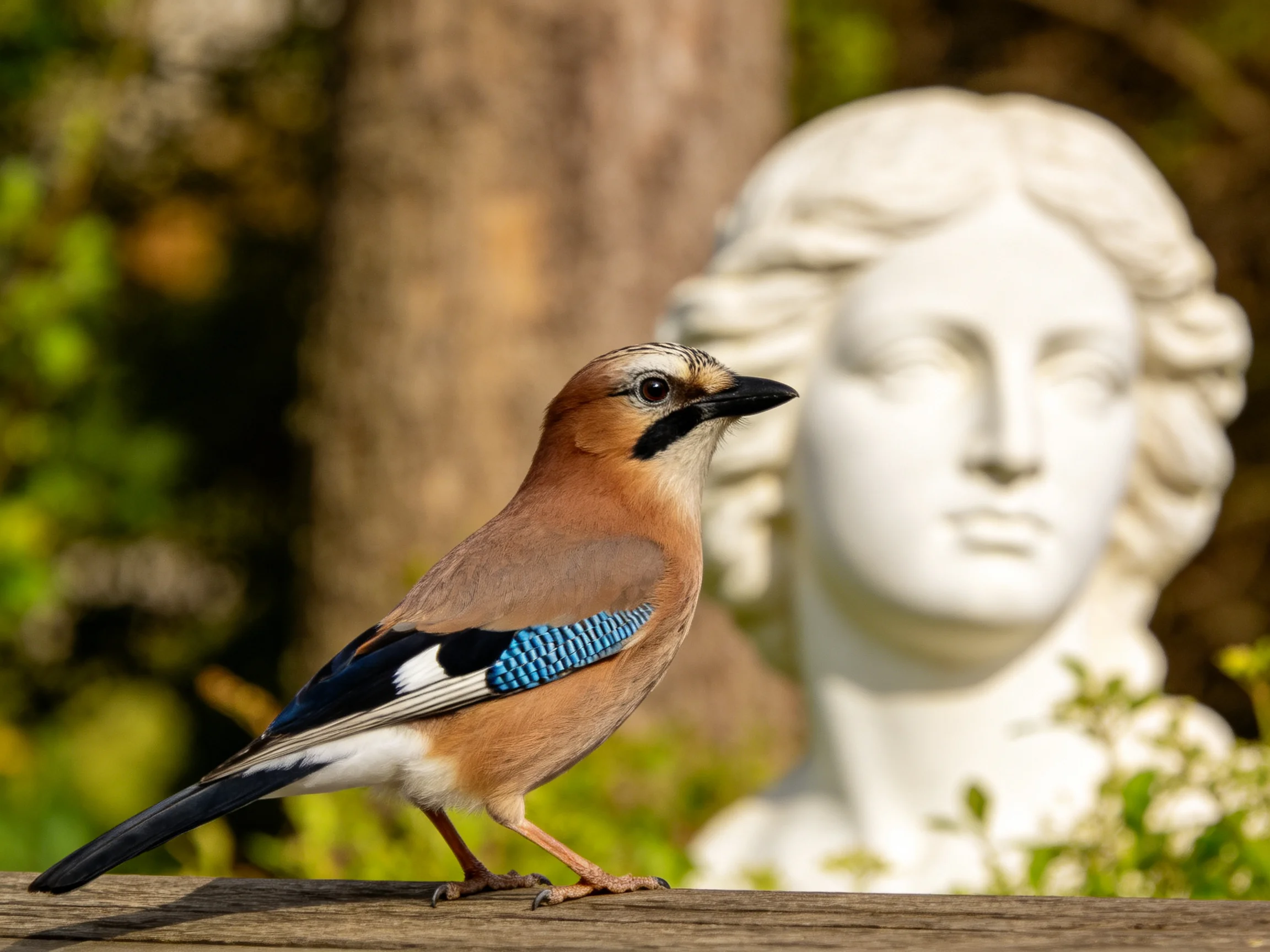 A colorful Eurasian jay perches beside a white stone bust outdoors.