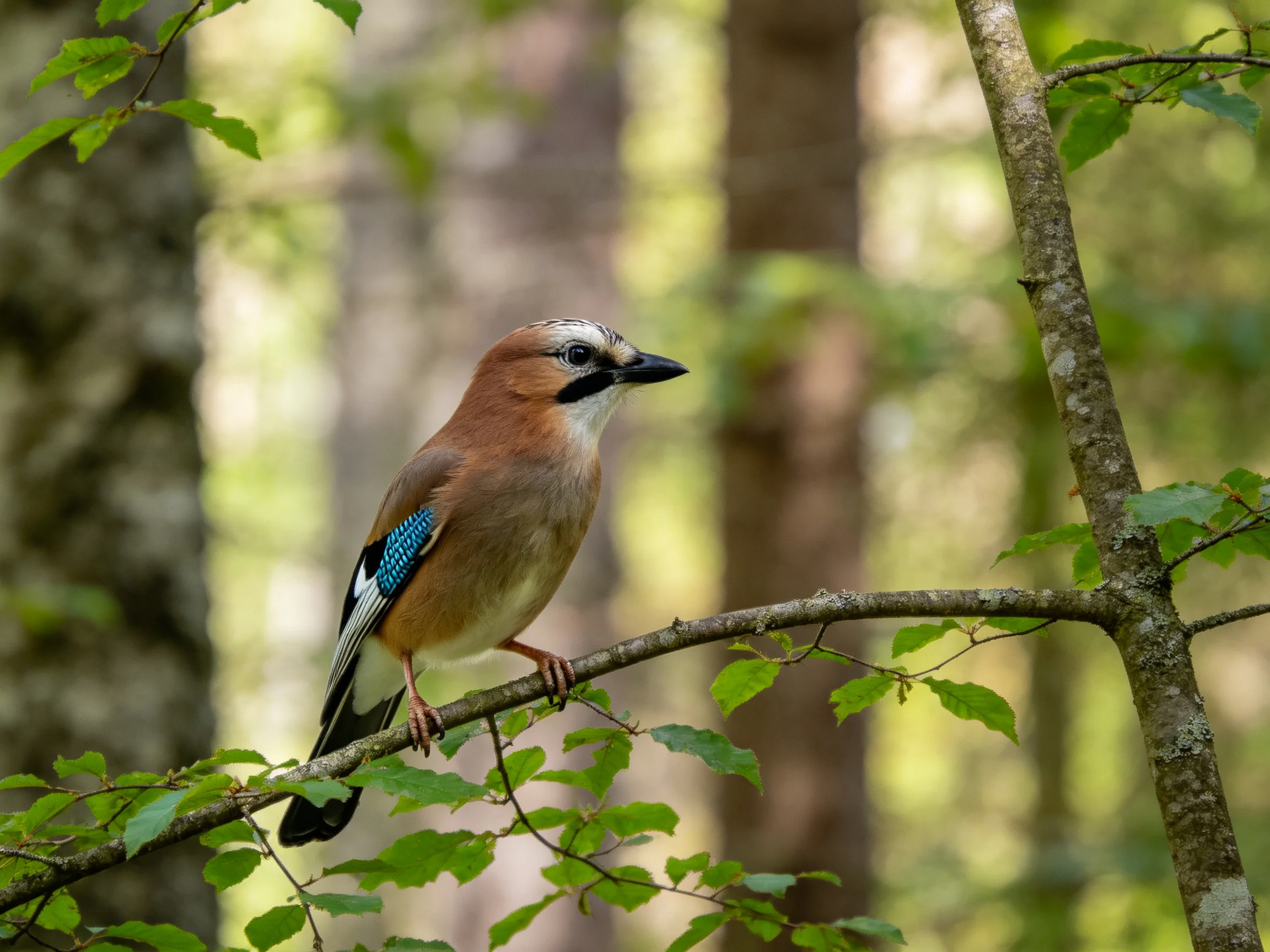 A colorful Eurasian jay perches on a leafy branch