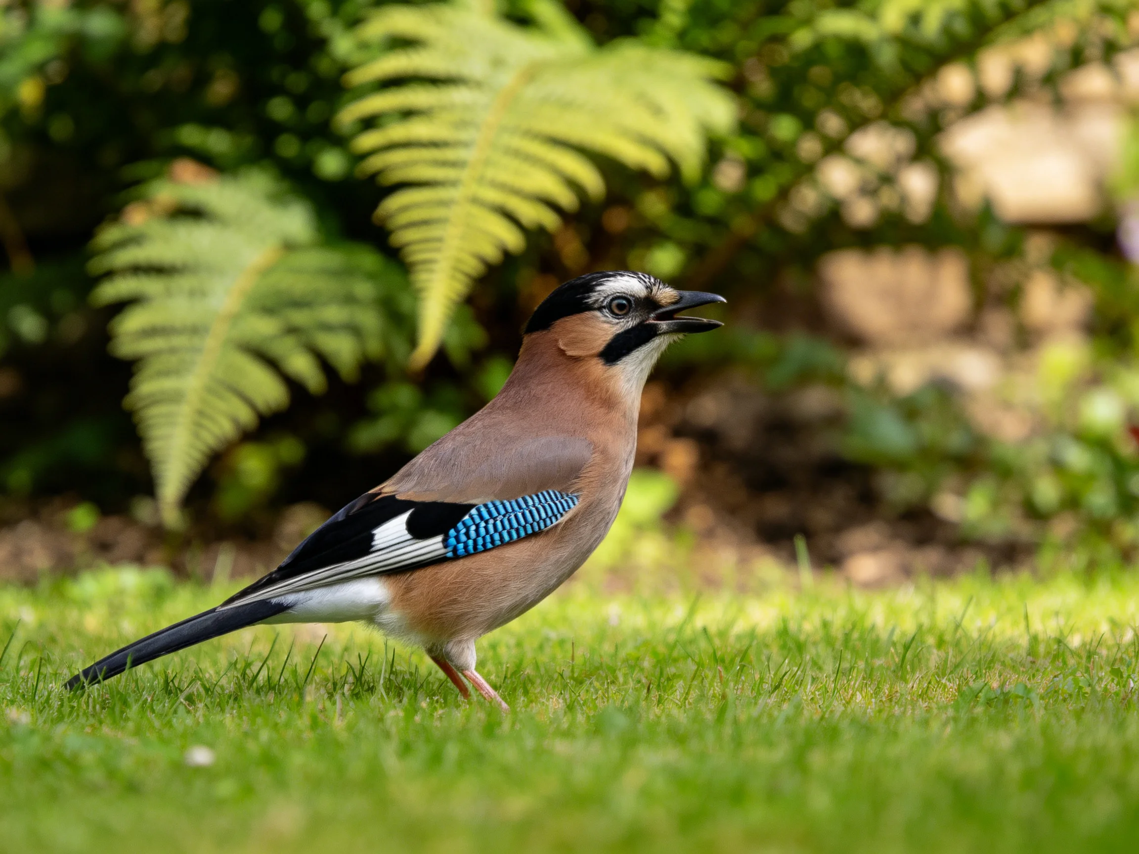 A colorful Eurasian jay stands on green grass near ferns