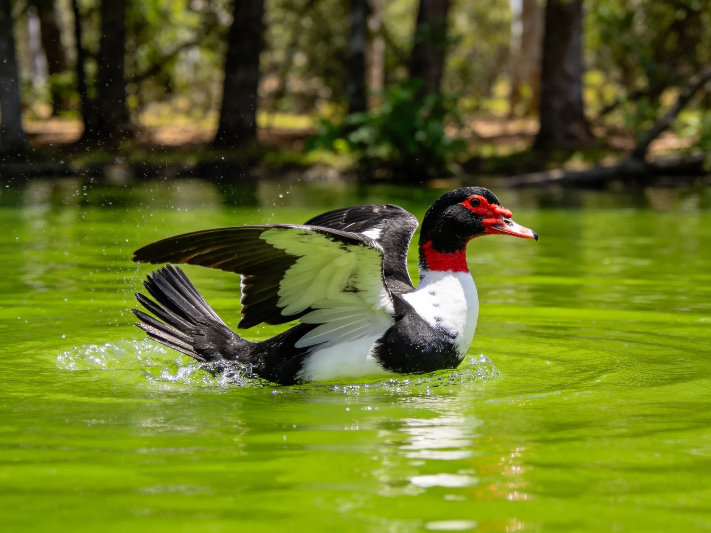 A colorful bird flapping wings in bright green water