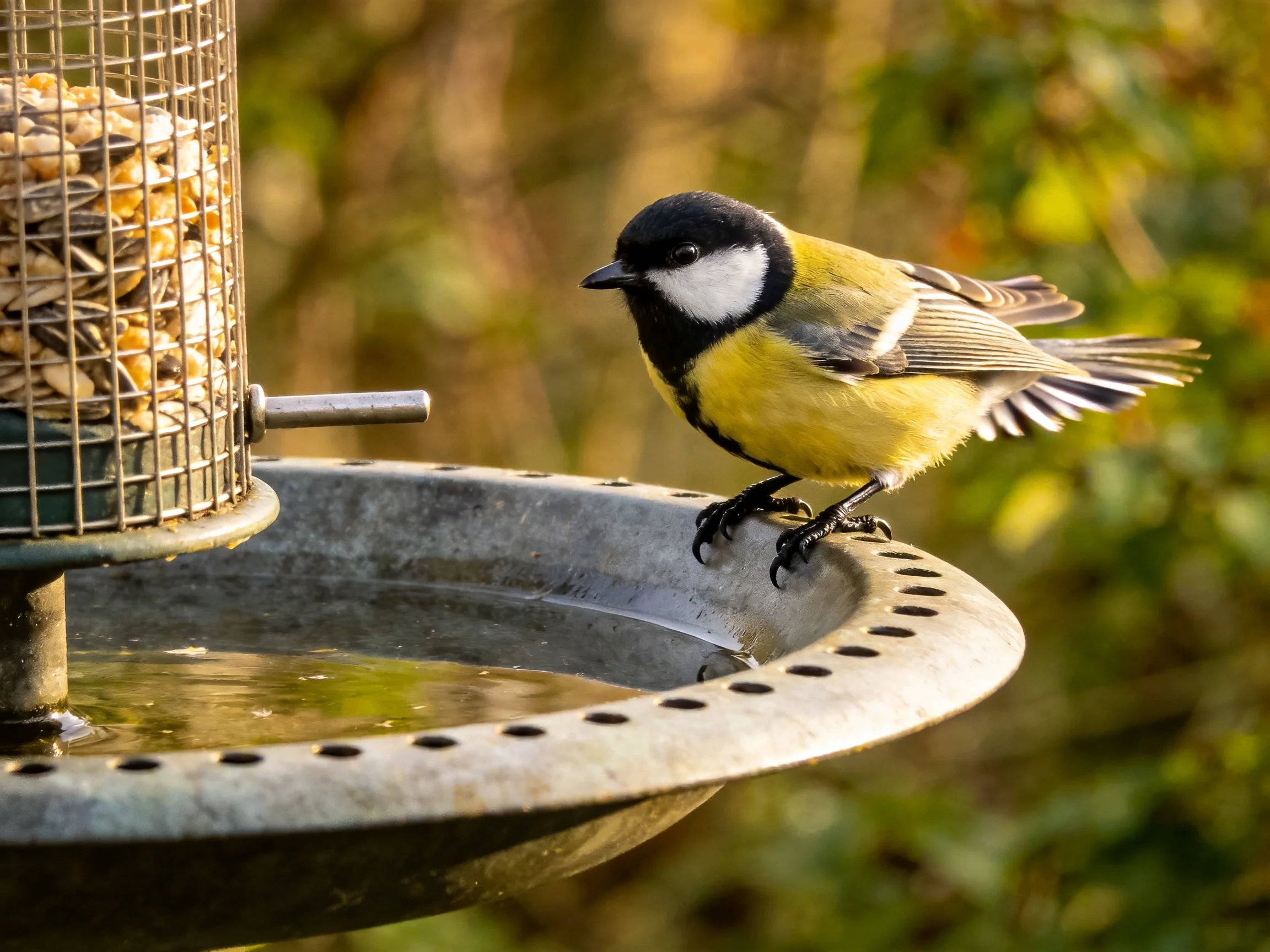 A colorful bird perched by metal feeder and birdbath