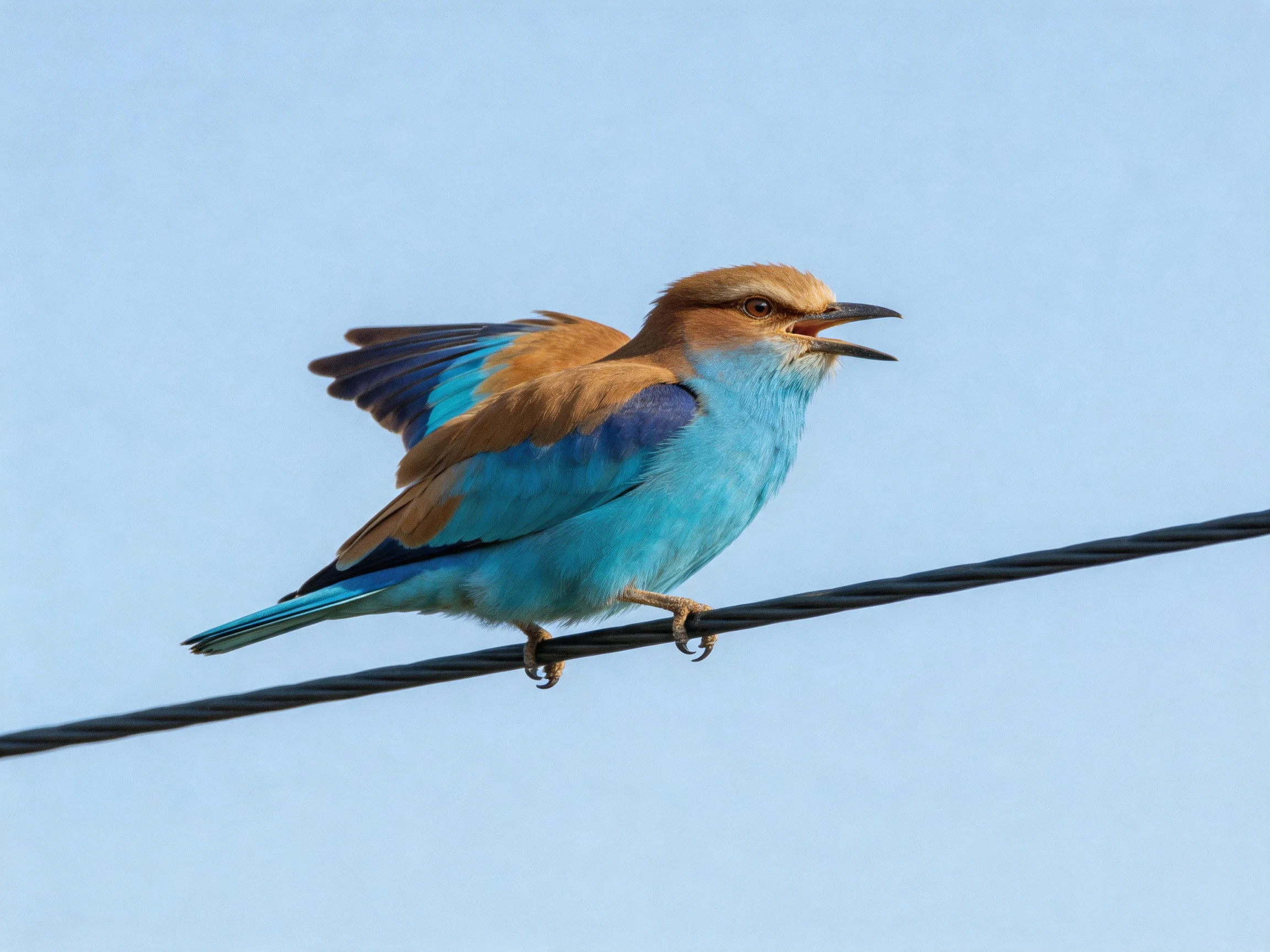 A colorful bird perched on a dark wire against clear sky